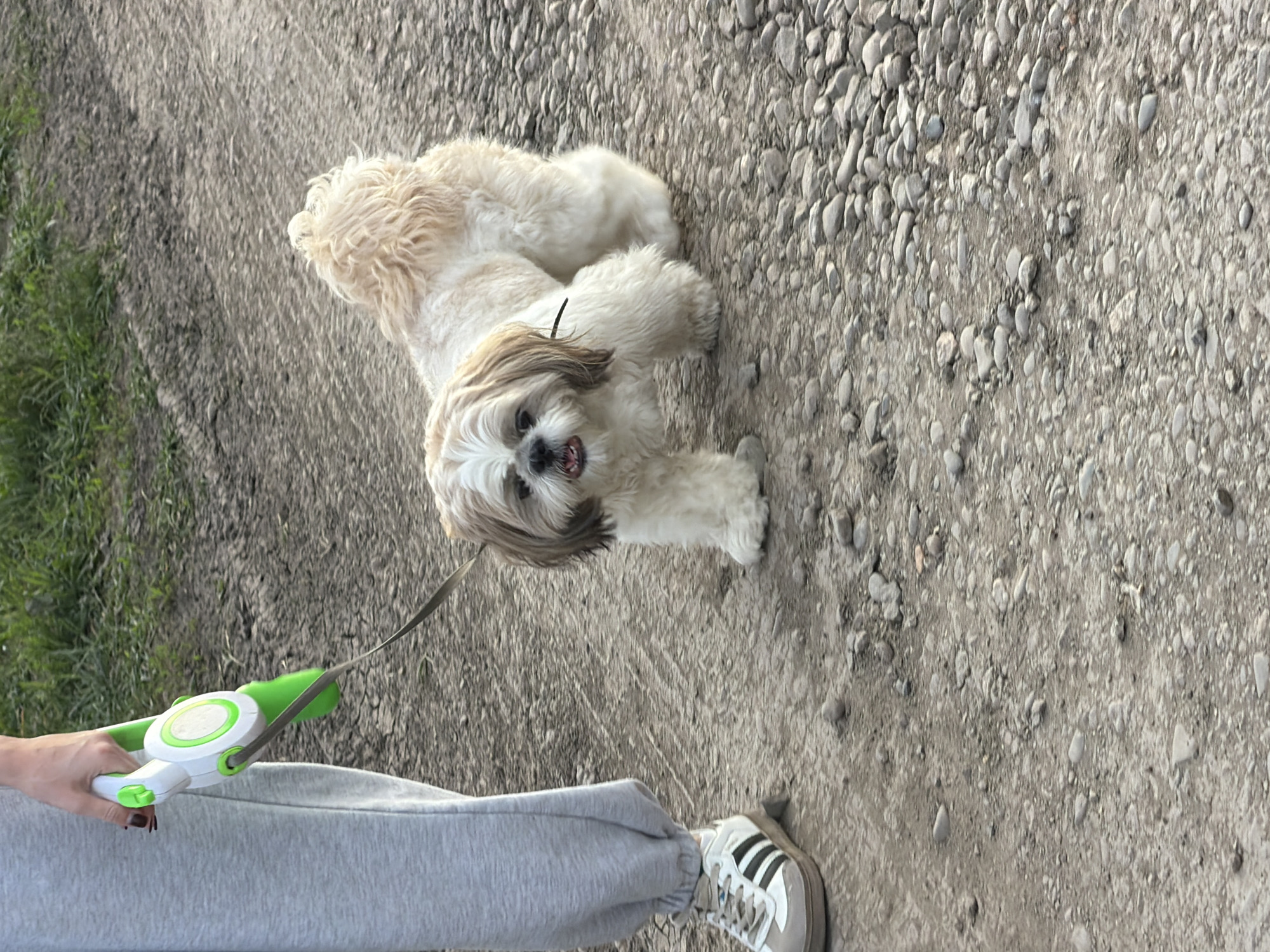 A small, light-colored Shih Tzu dog is on a leash, held by a person wearing gray sweatpants and an Adidas shoe. The dog and person are on a gravel road in what appears to be a park or undeveloped area in Rossiyskiy, Russia. The road is partially covered in small rocks and pebbles. Grass is visible on the left edge of the frame. The leash is green and white. The image is shot from above, looking down at the subject.