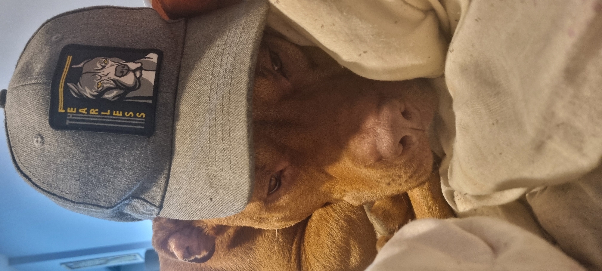 A tan pit bull is lying down, partially covered by a light-colored blanket. The dog is wearing a gray baseball cap with a patch depicting a pit bull and the word "FEARLESS."