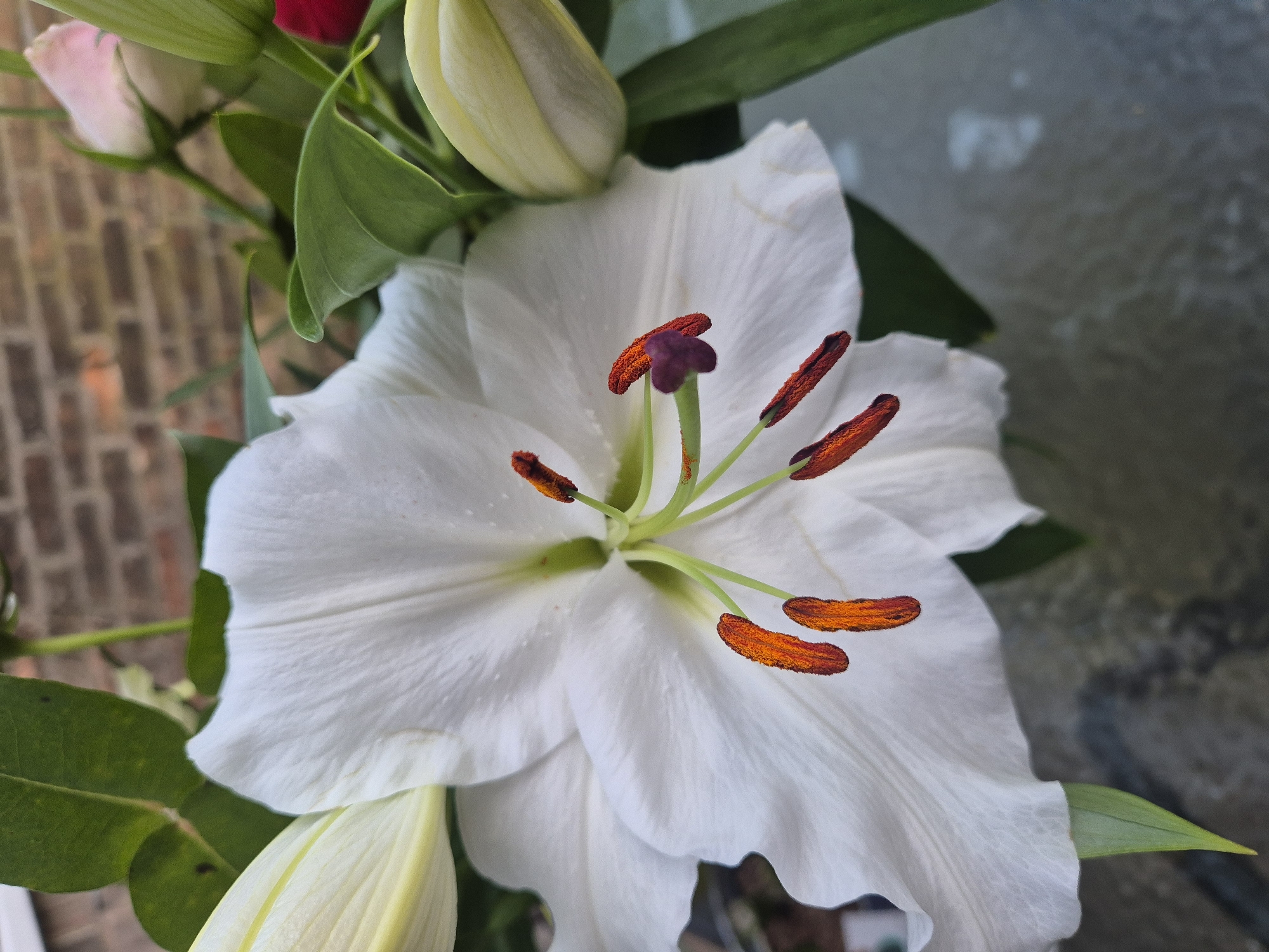 A close-up shot of a white lily flower with orange stamens and green leaves. The lily is in full bloom, with its petals spread wide. There are also some unopened buds visible. The background is blurred, but appears to be a brick wall and a grey surface. The specific location in the city of West Suffolk, United Kingdom cannot be determined from the image.