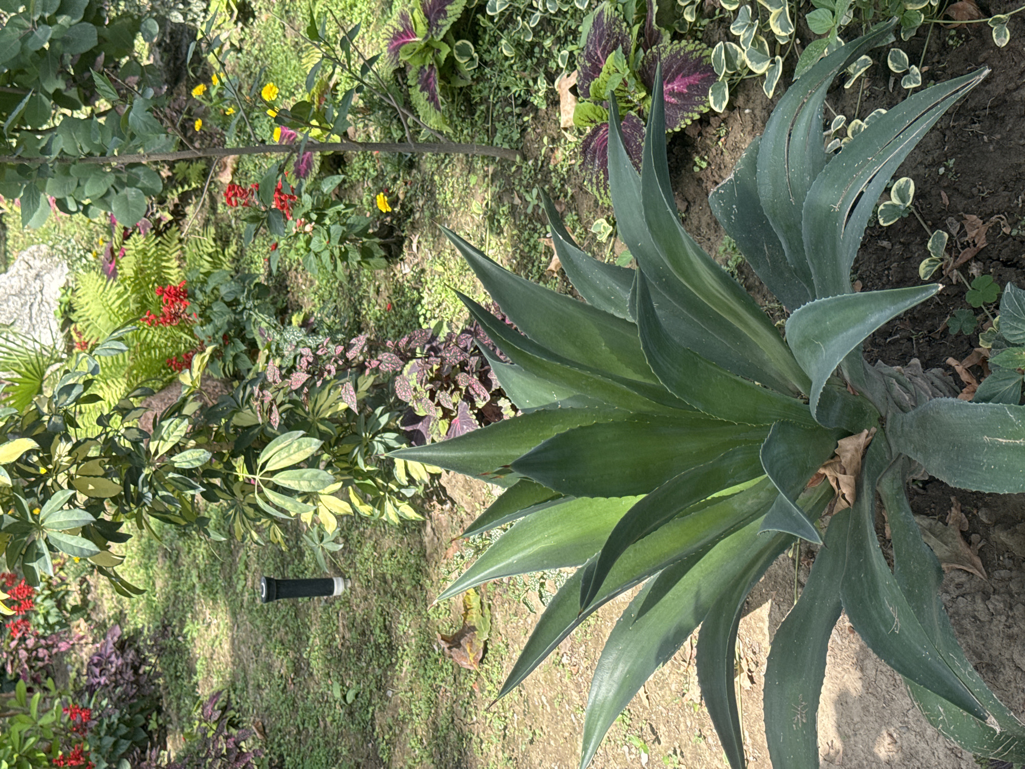 A close-up, eye-level shot captures a lush garden scene in Tashkent, Uzbekistan. Dominating the foreground is a large agave plant with thick, spiky green leaves. The plant is rooted in dark soil, with a few dry brown leaves scattered around its base. Behind the agave, the garden unfolds with a variety of plants and flowers. To the left, a dark irrigation sprinkler head protrudes from the ground. Further back, vibrant red flowers stand out against a backdrop of green foliage, including ferns and plants with dark purple and green patterned leaves. A thin tree trunk stands to the right of the frame, with a few small yellow flowers visible amongst the leaves. The ground is covered in a mix of soil and small green plants. The lighting suggests it is daytime, with sunlight casting dappled shadows across the garden.