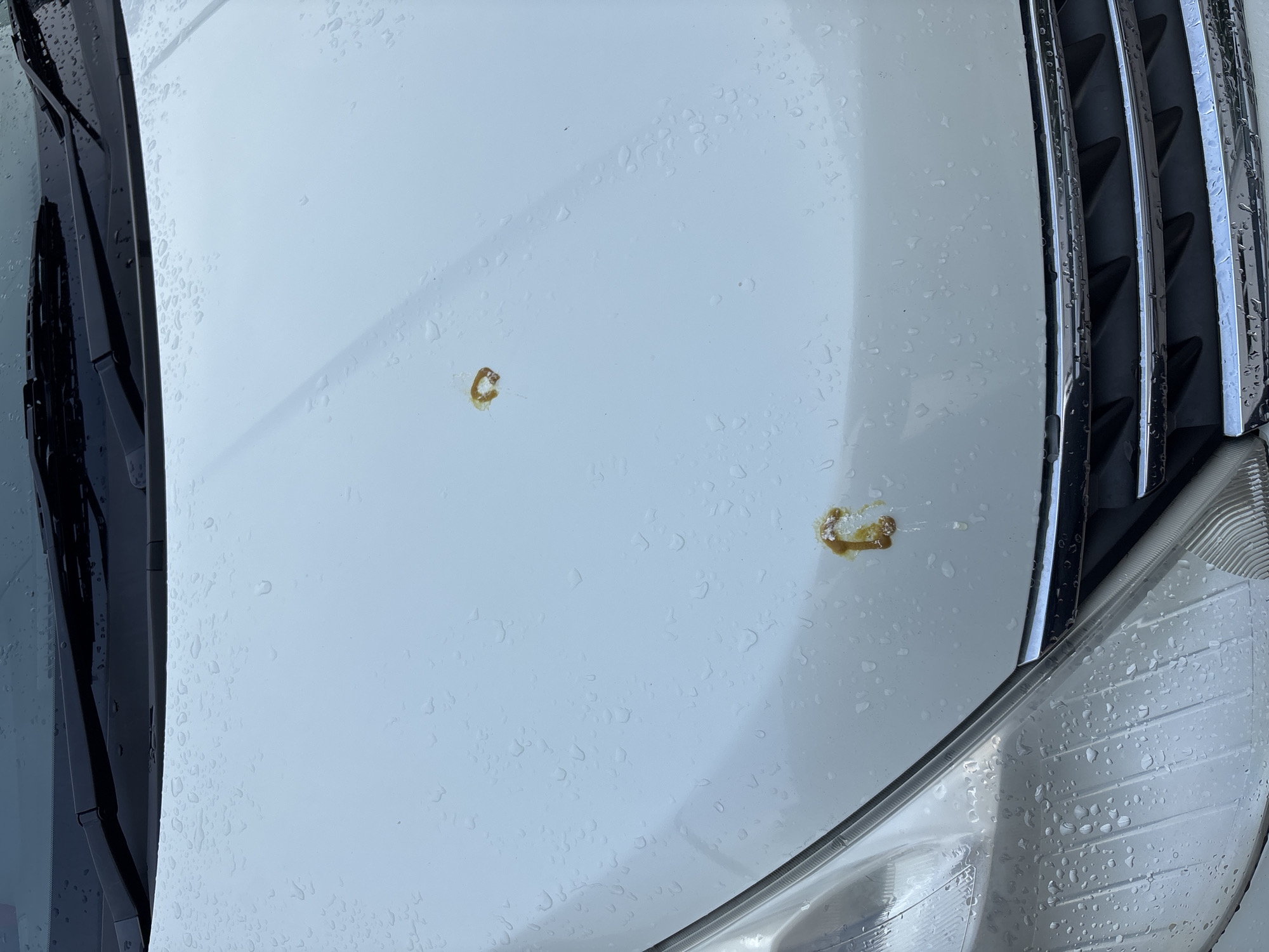 The image shows the hood of a white car, wet with raindrops, in Blagoveshchensk, Russia. Two distinct splatters of bird droppings are visible on the hood. One splatter is located towards the upper right of the image, and the other is in the lower middle section. The car's windshield wipers and part of the headlight are also visible. The scene appears to be an outdoor setting, likely a street or parking lot.