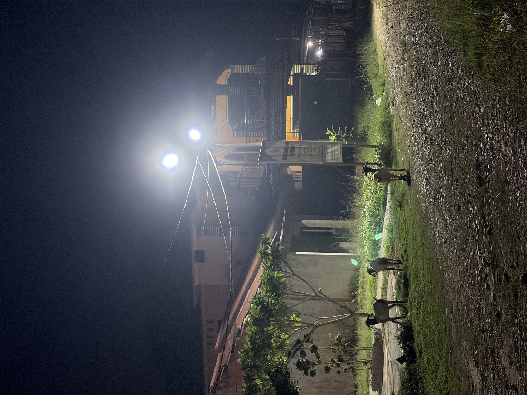 The image depicts an outdoor scene at night, likely in a rural or semi-urban area, possibly in or near Tupah, Indonesia, given the context. Three goats are visible in a grassy, unpaved area, illuminated by bright artificial lights from above. The goats appear to be standing and grazing. In the background, there is a multi-story building with balconies, illuminated by the same artificial lights, and what appears to be a weathered signpost to the left of the building. The overall environment suggests a nighttime setting with limited ambient light, relying on the artificial illumination. The ground in the foreground is composed of gravel and dirt, with patches of grass and vegetation.