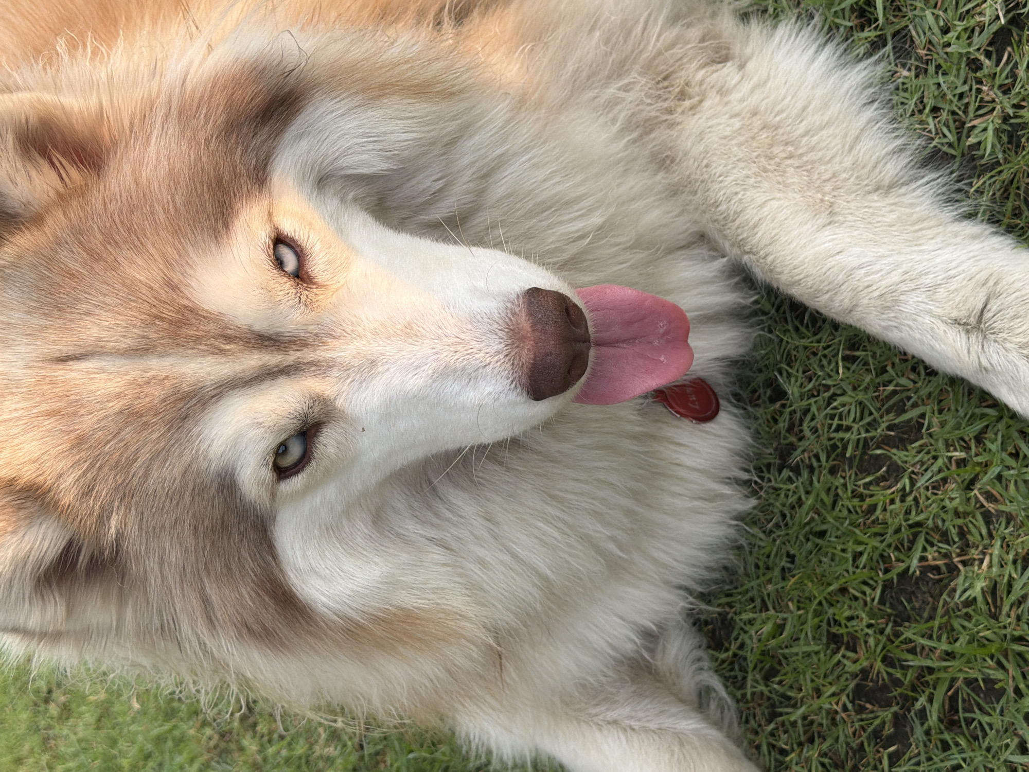 A dog, possibly a husky or a husky mix, lies on its side on a patch of green grass, with its tongue lolling out. The dog has brown and cream-colored fur. The grass appears to be artificial and is not consistent with the natural flora found in Tha Sala, Thailand. No evidence is present to suggest the location is in Tha Sala.