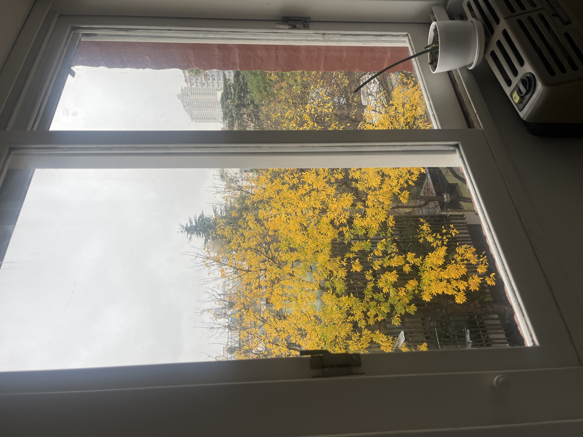 The image depicts a view through a white-framed window, likely inside a building. Outside, the scene is dominated by trees with vibrant yellow leaves, indicating an autumn season. In the distance, taller buildings are visible, suggesting an urban setting. The sky appears overcast and grey. The indoor environment is partially visible, including a white plant pot and a light-colored electrical device sitting near the window.
While the image hints at Buenos Aires, Argentina, further evidence is needed to definitively confirm this specific location.