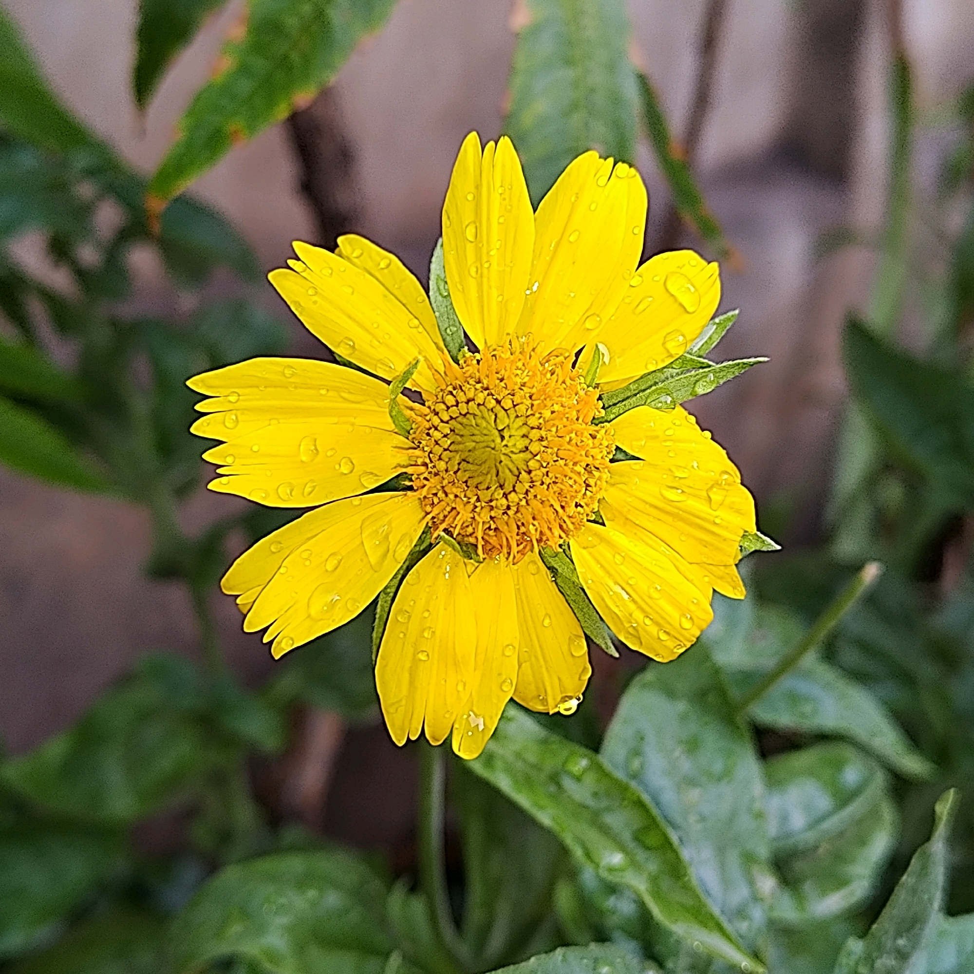 This is a close-up photograph of a bright yellow flower, possibly a variety of sunflower or daisy, with water droplets on its petals. The flower is in focus, showcasing its intricate center with multiple small florets and the texture of its ray florets. The background consists of blurred green leaves and a hint of a brownish, textured surface, suggesting an outdoor garden or natural setting. The image quality suggests it was taken with a smartphone or a consumer-grade camera. There are no people, animals, or specific landmarks visible in the image. The scene appears to be a still life of a single flower after a rain shower, with no contextual information indicating its location in Khujand, Tajikistan.