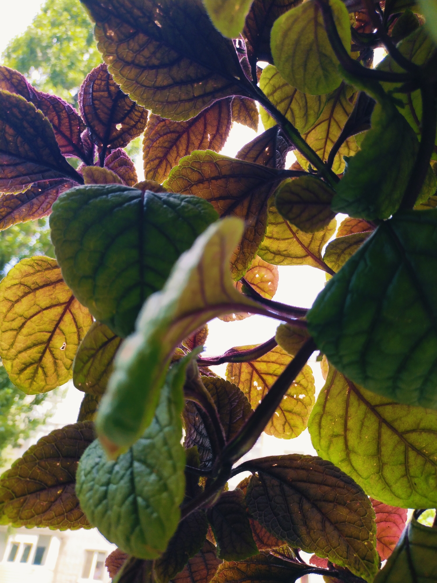 This is a low-angle, close-up, vertical, eye-level shot of the underside of several leaves of a plant. The leaves vary in color from dark purple to deep green and yellow-green. The veins of the leaves are clearly visible, creating a textured pattern. Sunlight is filtering through the leaves from above, causing some areas to be backlit and appear brighter. In the background, out of focus, is a bright sky and the blurred green foliage of trees. At the bottom left of the image, there are the upper sections of two windows of a building with a light-colored facade, suggesting an urban environment. This scene is located in Horishni Plavni, Ukraine.