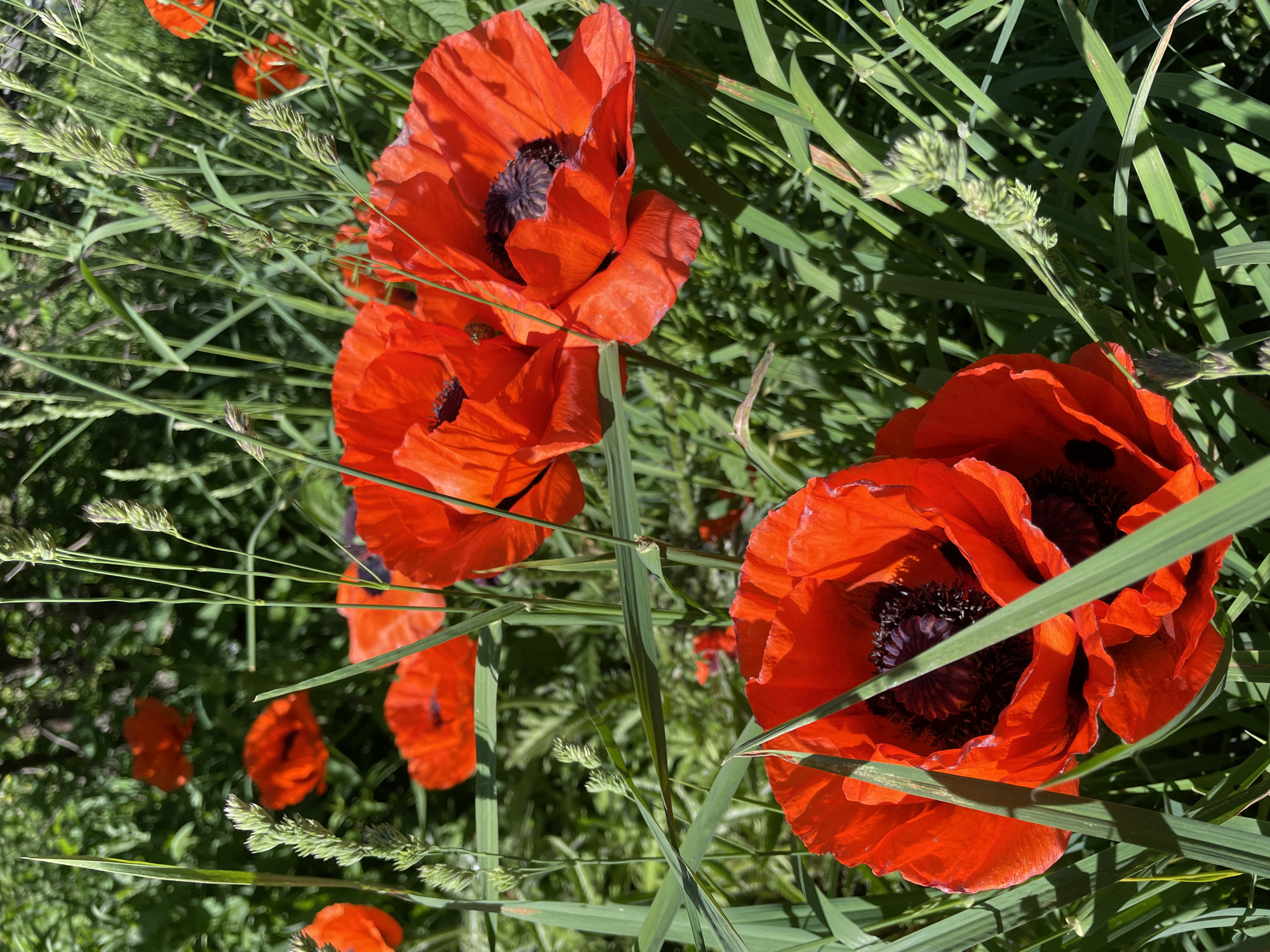 A close-up, eye-level shot captures a vibrant display of red poppies in a lush green field under bright sunlight, likely in Artyshta, Russia. The foreground is dominated by two large, open red poppies, their crinkled petals a brilliant scarlet, contrasting with their dark, seed-filled centers. Several other poppies are visible in the mid-ground and background, some fully open and others still budded, scattered amongst the greenery. Thin blades of grass and seed stalks weave through the flowers, adding texture and depth to the scene. The overall impression is one of natural beauty and abundance in a summery outdoor environment.