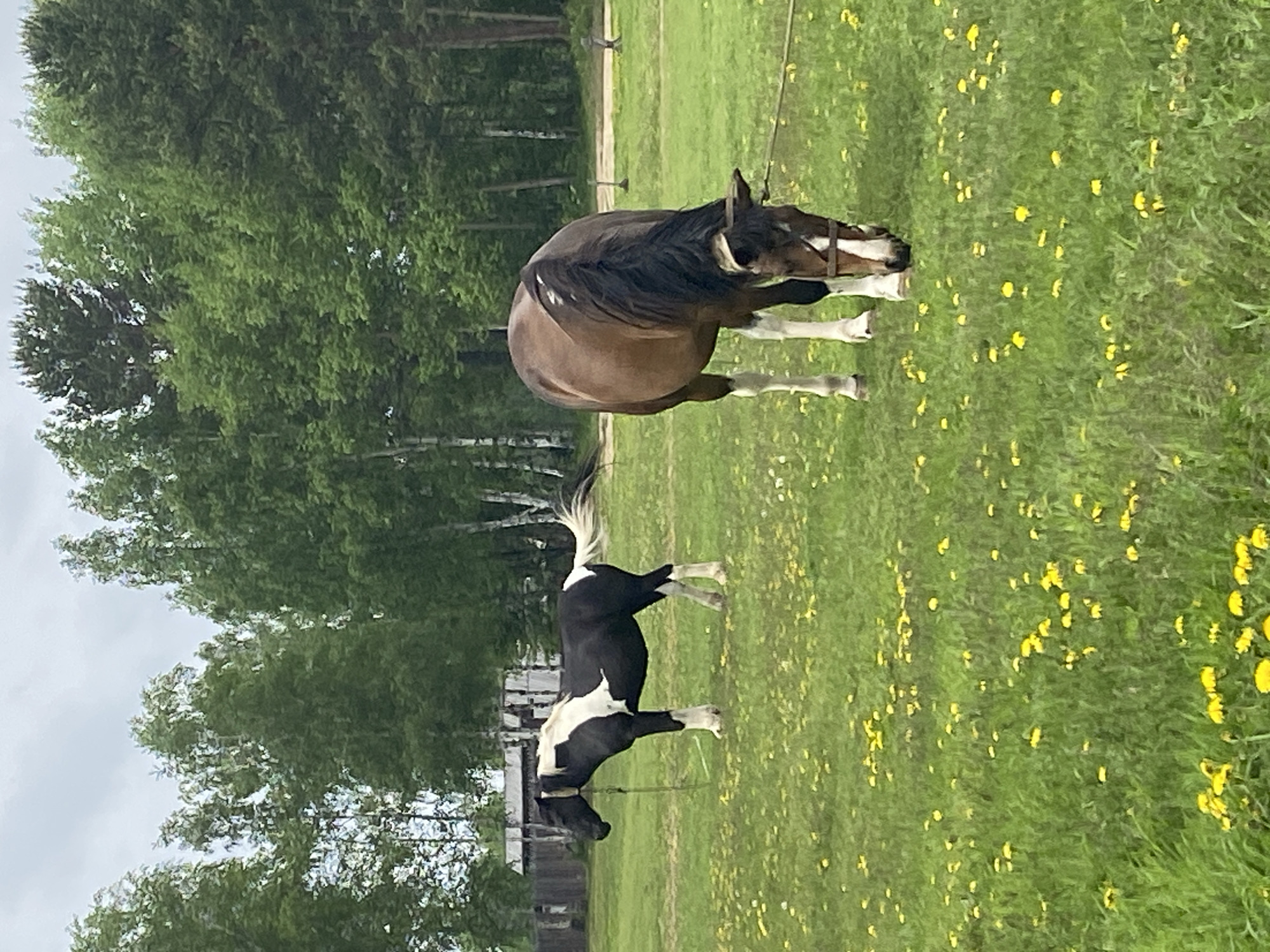 Two horses are grazing in a grassy field dotted with yellow dandelions. The horse on the left is black and white and stands facing left with its head slightly lowered. The horse on the right is brown with a dark mane and is grazing with its head down. In the background, there are several trees and a simple wooden structure, possibly a fence or building. The sky is overcast with gray clouds. The scene appears to be a rural or semi-rural location in Тальцы (иркутский), Russia.