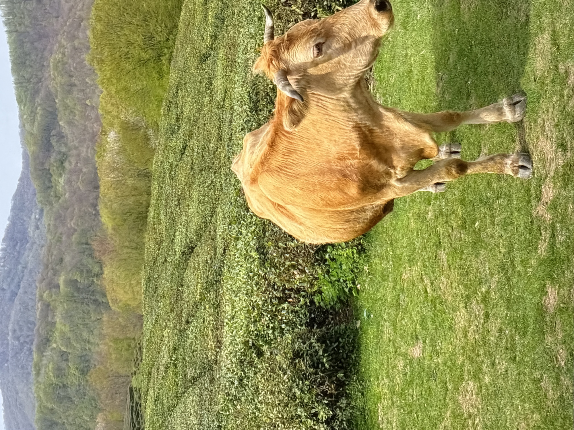 A medium shot depicts a light brown cow resting on a verdant, uneven grassy field, appearing to be a rural landscape. The cow, with its horns, is positioned diagonally within the frame, with its head raised as if observing something. In the background, there is a dense, green vegetation or foliage that resembles a tea plantation or shrubbery. Beyond the foliage, a hillside or mountain range with a muted, overcast sky is visible. The light is diffuse, suggesting an overcast day, and the composition emphasizes the cow's presence within the natural environment. The location is Unknown, Unknown.