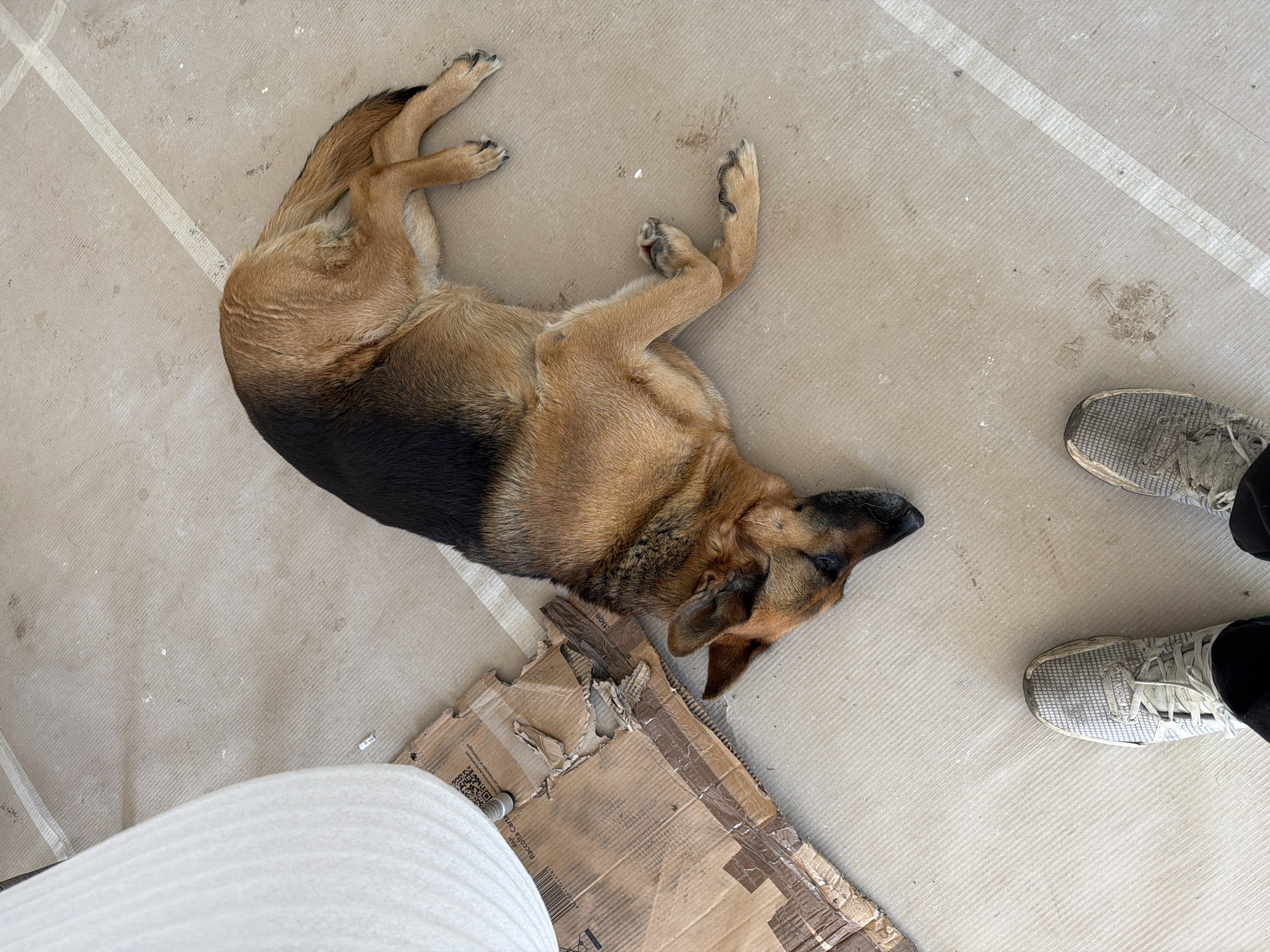 A German Shepherd dog lies on a tan, lightly textured surface. The dog is primarily tan with black markings on its back and head. It is positioned diagonally in the frame, with its head resting near a torn piece of cardboard. To the right of the dog's head are two dirty sneakers. In the lower-left corner, a portion of a white, round object is visible. The scene appears to be indoors, potentially in a construction or renovation area, evidenced by the white lines on the floor. The location is Unknown, Unknown.