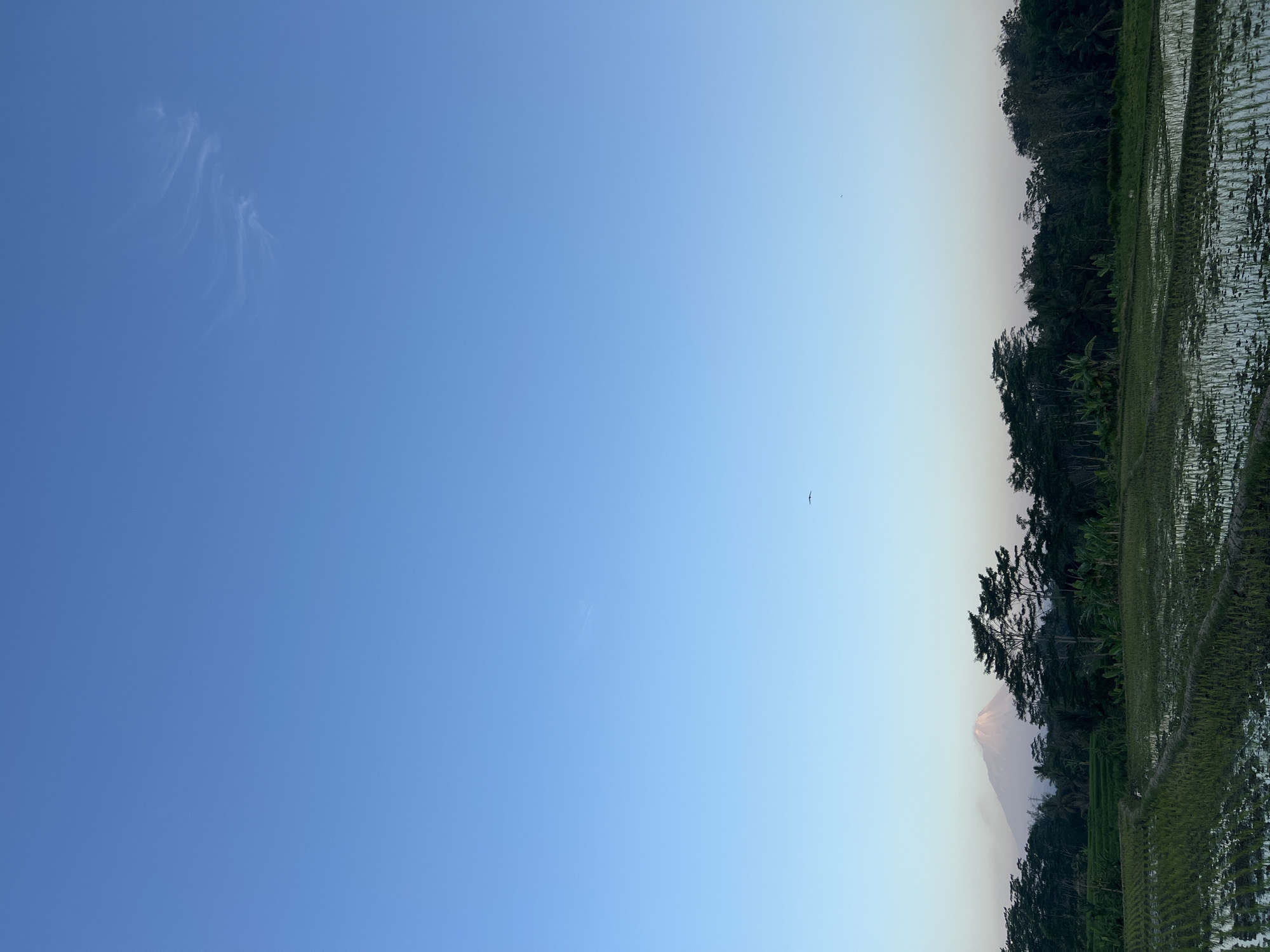 A landscape photograph captures a serene view of rice paddies and a dense line of trees against a clear blue sky. In the distance, a majestic volcano rises, its peak catching the soft light. A few wisps of clouds drift across the sky, and a single bird is seen soaring in the upper right quadrant. The rice paddies are flooded, reflecting the sky and greenery. The scene is located in Kalijoso, Indonesia.