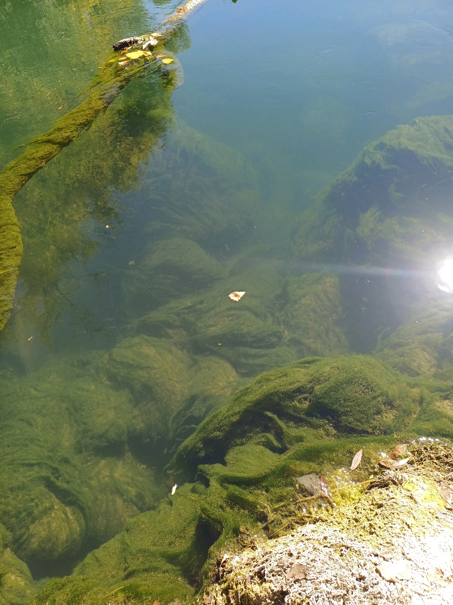 The image depicts a section of the River Seine in Torcy-le-Petit, France. The water is clear and green, with abundant submerged vegetation forming undulating mounds and flowing patterns on the riverbed. A submerged log, covered in green algae, is visible in the upper left quadrant. Several fallen leaves are scattered on the surface of the water and along the right bank. The sun glints off the water in the upper right portion of the image. The riverbank on the right is rocky and appears to be covered in moss or lichen, with some dry leaves and debris. The scene is natural and tranquil, showcasing the aquatic ecosystem of the river. There are no people or animals visible in the image.