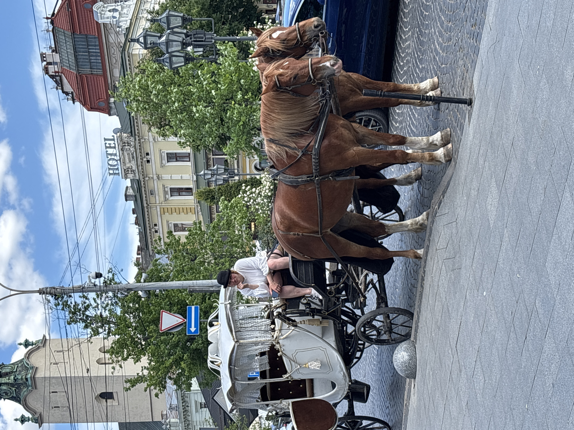 A horse-drawn carriage with two brown horses stands on a cobblestone street. The driver sits on the carriage seat, dressed in a white shirt and a black cap. The carriage is white with silver detailing. Behind the carriage is a blue car and buildings, including one with a sign that reads "Hotel." A street sign with a blue down arrow and a yield sign are visible. The tower of a church is seen behind a street light pole. Based on the architectural style and street signs, this image is likely taken in Lviv, Ukraine.