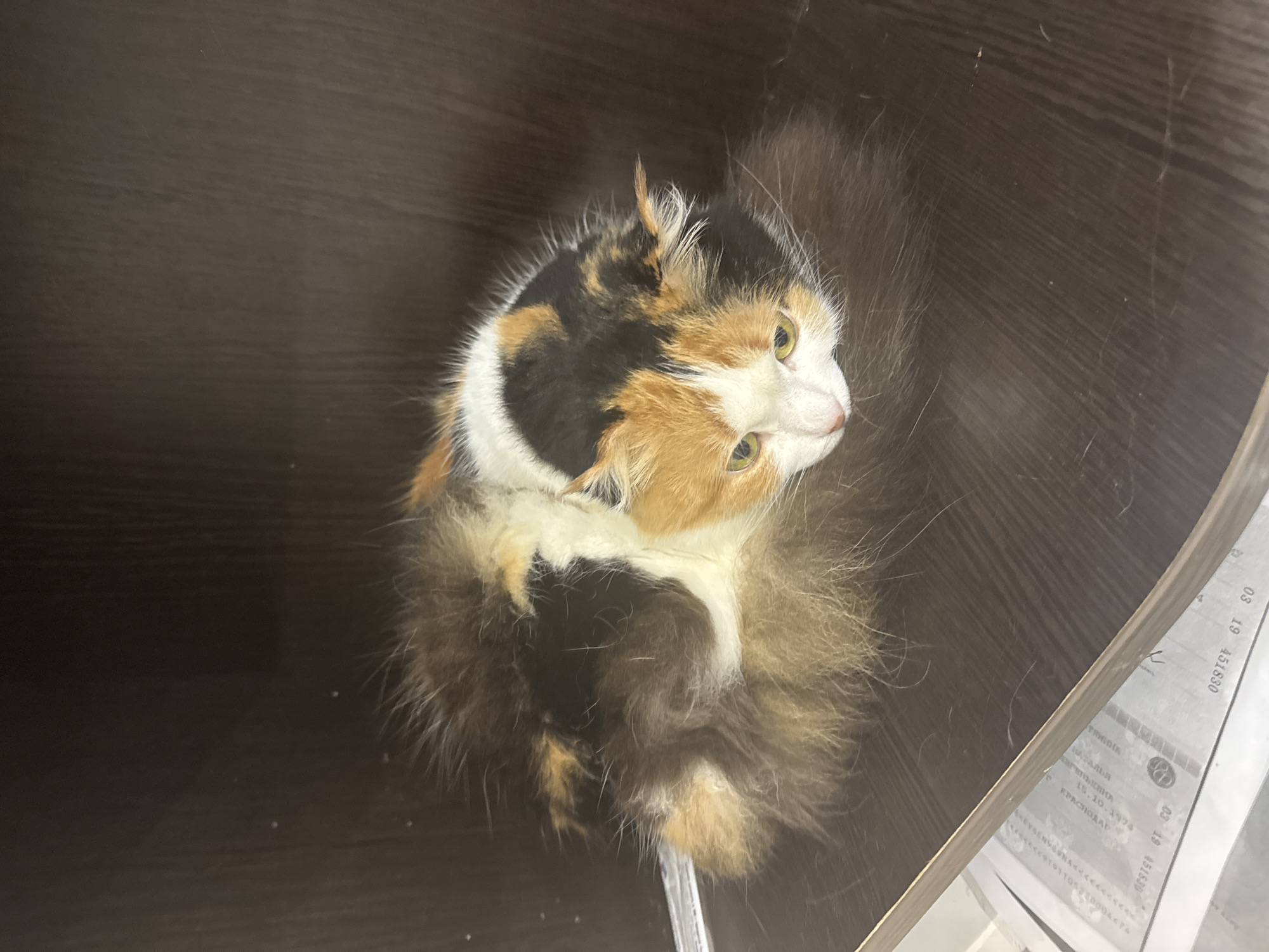 A medium shot presents a calico cat positioned in what appears to be a cupboard. The cat is seated and looking upward. The background consists of a dark brown wooden surface, likely the interior of the cupboard. A newspaper is partially visible on the right side of the frame. There is no evidence in the image to place the location in the city of Sochi, Russia.