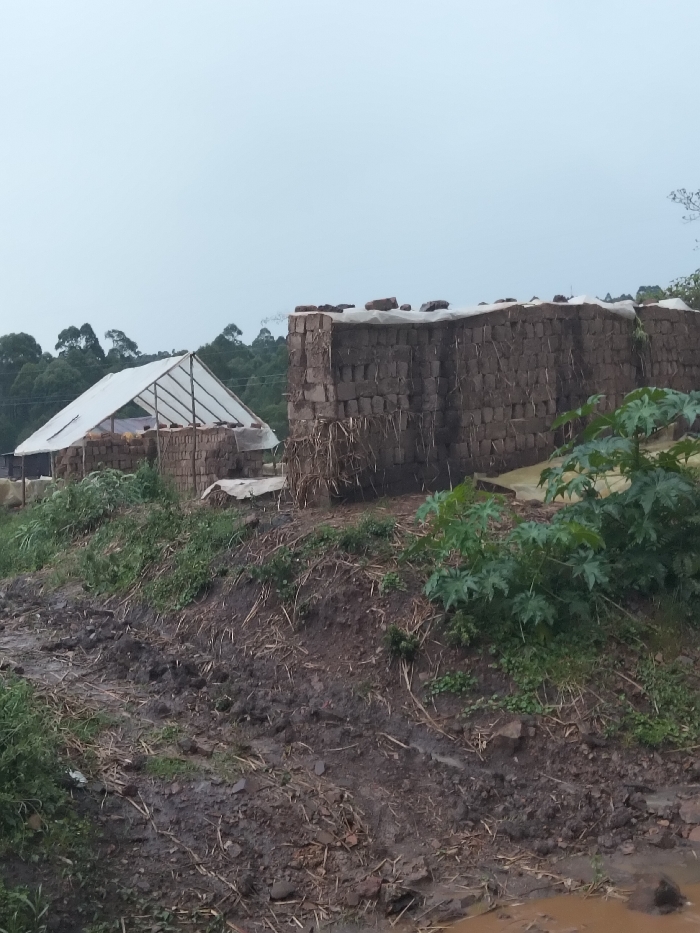 The image depicts an outdoor, rural environment in Nyansiongo ward, Kenya, under an overcast sky. In the foreground, a muddy dirt path or ground is visible, containing organic debris and a small puddle of water. An earthen embankment, sparsely covered with green vegetation, rises from the muddy area. In the midground, two large, rectangular stacks of sun-dried mud bricks, intermixed with straw, are prominent. The rightmost brick stack is partially covered on its top surface by a white tarp or plastic sheeting, secured by rocks. To the left of this, another brick stack is partially visible. Behind these stacks, a white, translucent A-frame structure, possibly a greenhouse or temporary shelter with a visible framework, is situated. A green plant with large, palmate leaves grows in the mid-right foreground, partially obscuring the brick stack. The background features a dense treeline of tall, dark green trees against a pale, uniform gray sky. No individuals or specific actions are depicted.