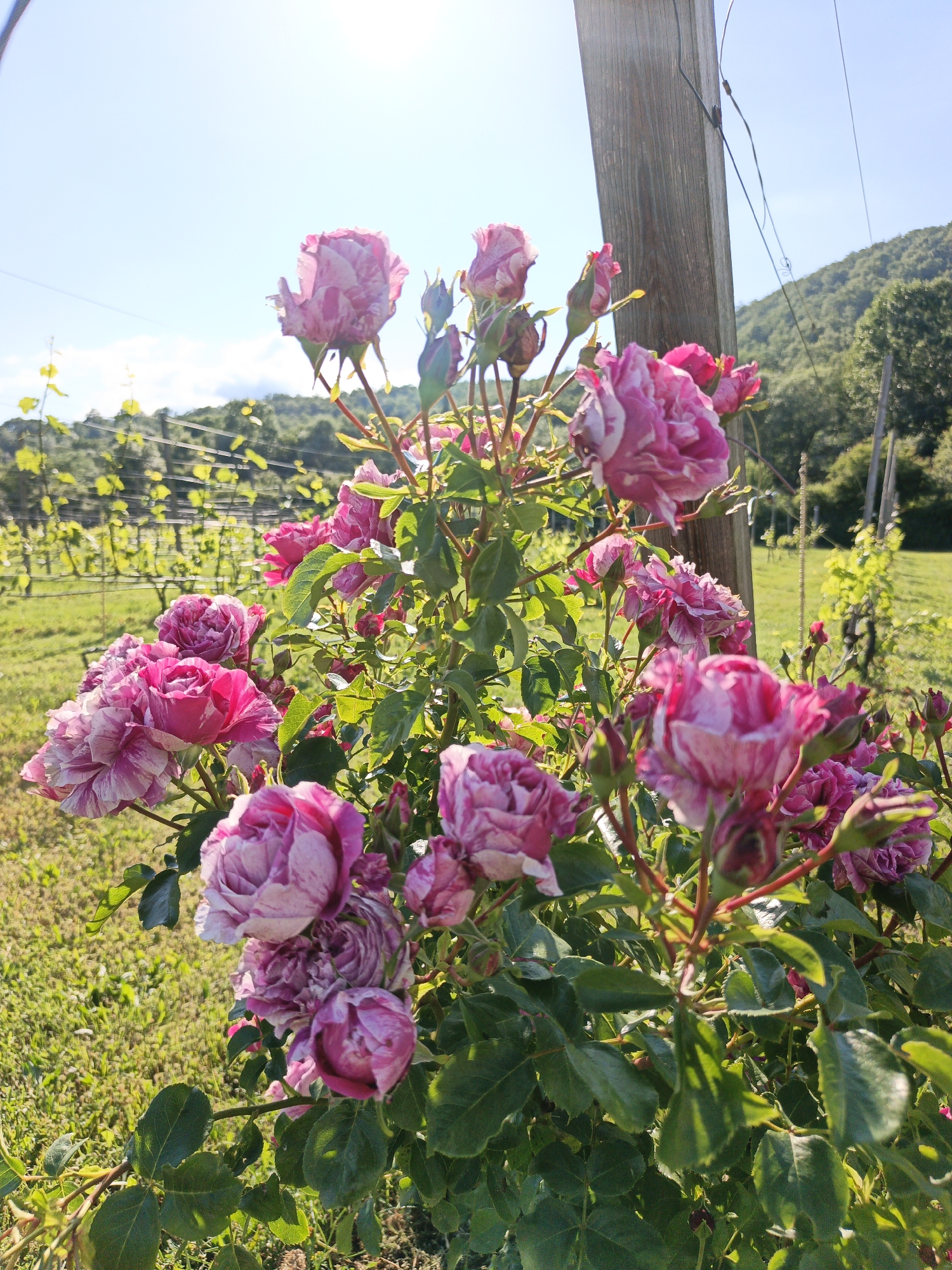 The image shows a close-up of a bush of pink and white striped roses in bloom, with a vineyard in the background. The roses are the main subject, with several fully opened flowers and some buds visible. They are a vibrant mix of pink and white, with delicate petal formations. Behind the roses, a vineyard stretches across the frame, with rows of young grapevines supported by wooden stakes and wire trellises. The vines are leafy and green, suggesting a spring or early summer season. The landscape beyond the vineyard consists of rolling hills covered in dense green trees, characteristic of a rural or semi-rural environment. The sky is clear and blue with a bright sun, casting a warm light on the scene and creating some lens flare at the top right. A weathered wooden post is visible on the right side of the frame, adding a rustic element and suggesting it is part of the vineyard infrastructure or a fence. The ground is covered in green grass and some patches of soil. There are no people or animals present in the image. The overall impression is one of natural beauty and agricultural productivity in a sunny, outdoor setting. The location of Pshada, Russia, is not visually identifiable from the image itself.