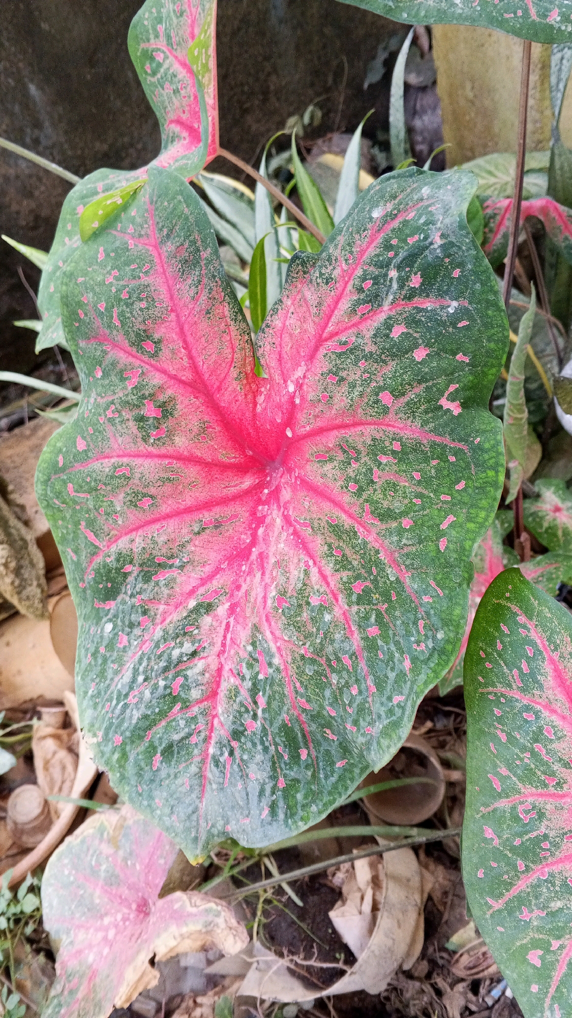 This is a close-up, eye-level shot of several large Caladium leaves. The dominant leaf in the foreground is heart-shaped, with a vibrant pink center radiating outwards in striking veins against a dark green background. The green areas are speckled with irregular pink blotches. The leaf has a slightly dusty or textured appearance. To the right and bottom of the frame, parts of other Caladium leaves are visible, exhibiting similar coloring. The leaves are surrounded by a natural, outdoor environment. The ground below is covered with dry leaves, soil, and some dried plant matter. In the background, hints of other plants and a dark, textured surface, possibly a wall or large stone, are visible. The lighting suggests an overcast day or a shaded area, with soft illumination. The overall impression is one of lush, colorful foliage in a garden setting. The location is identified as Sritabaang, Indonesia.