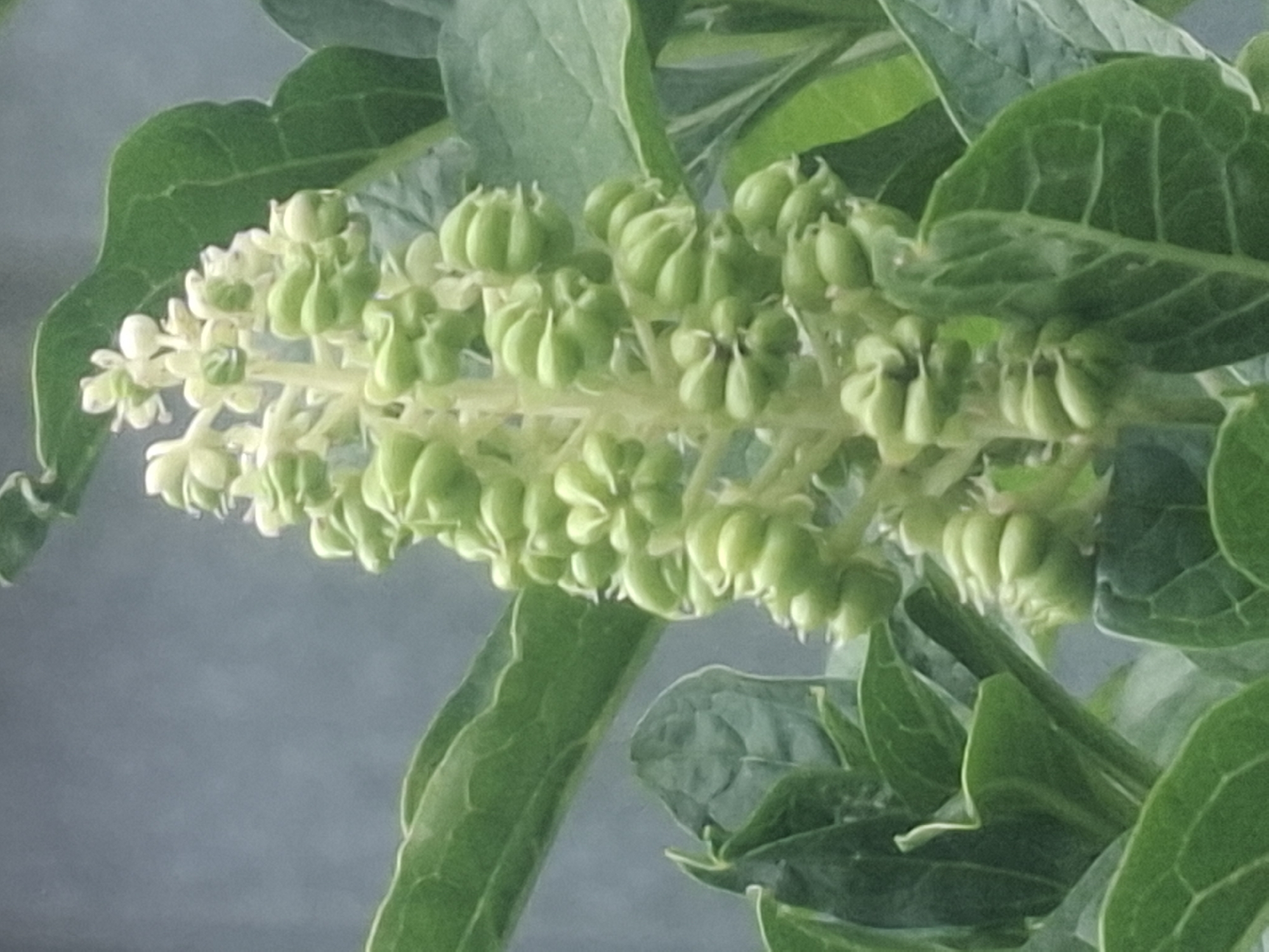 This is a close-up, eye-level, outdoor shot of a flowering plant with a blurred gray background. The plant has a central stalk with clusters of small, pale green, bud-like structures that are beginning to open into small, white flowers. Large, dark green leaves are visible in the foreground and surrounding the flower stalk. The image does not depict any people, actions, or interactions. The location in Almaty, Kazakhstan, is not ascertainable from the visual information provided in the image.