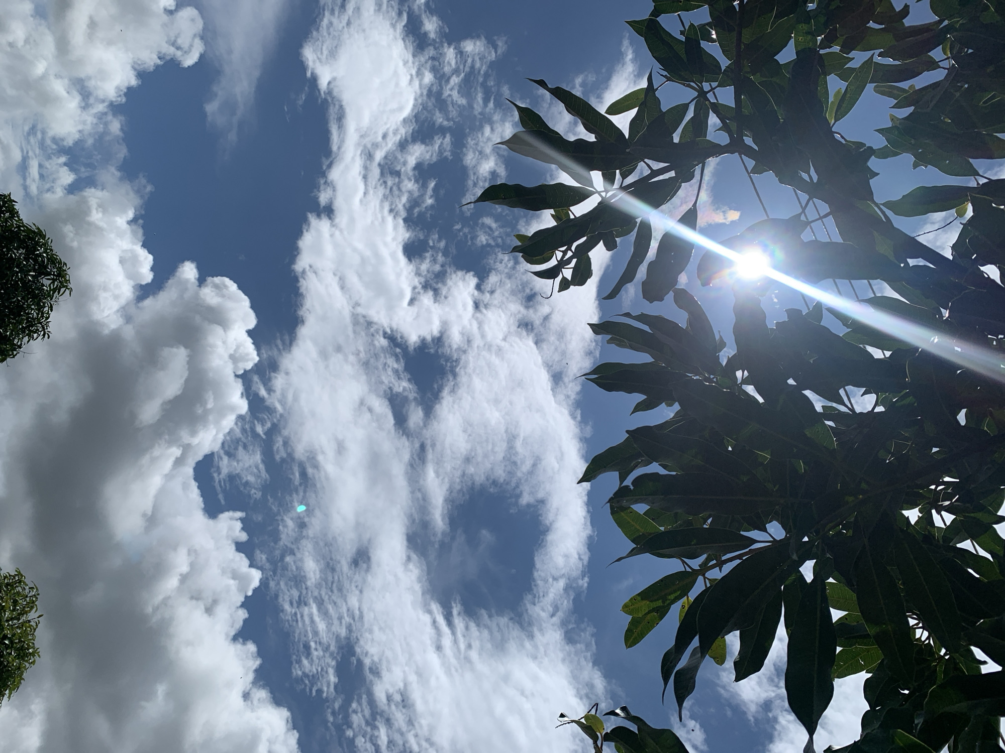 The image captures a view looking upwards through the leaves of a tree towards a blue sky filled with scattered white clouds. The sun is bright and positioned behind the leaves, creating lens flare and streaks of light. The leaves are dark green and appear to be from a mango tree, common in Kuru Karama, Nigeria. The clouds are varied in texture, with some appearing fluffy and cumulus-like, while others are thinner and wispy. The overall impression is a bright, sunny day with a gentle breeze rustling the leaves.