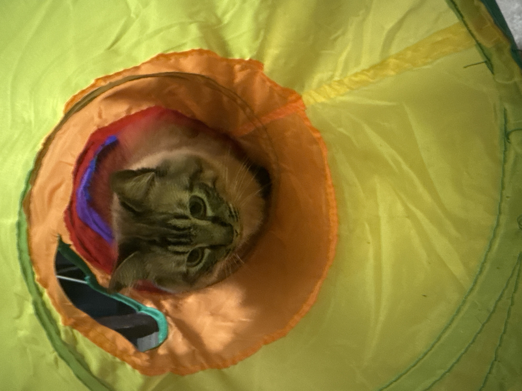 A tan tabby cat is peering out of the end of a colorful tunnel toy. The tunnel's colors are primarily yellow, orange, red, purple, green, and teal. The cat's face is visible, displaying its eyes and stripes. The location is not discernible from the provided image.