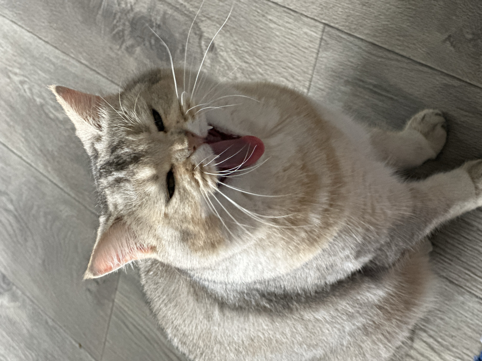A domestic cat, exhibiting silver-grey and cream-colored fur, is captured mid-yawn or vocalization while seated on a light grey laminate wood floor in the city of Unknown, Unknown. The cat faces slightly right and upwards, its eyes squinted almost shut. Its mouth is agape, revealing a fully extended bright pink tongue and visible canine teeth. Numerous long, white vibrissae project from its muzzle. Both ears, pink on the interior, are erect. Strong, directional light, likely natural sunlight, illuminates the cat from the left, highlighting its fur and casting shadows on the floor. The wooden planks of the floor run horizontally across the frame, showing subtle grain patterns.