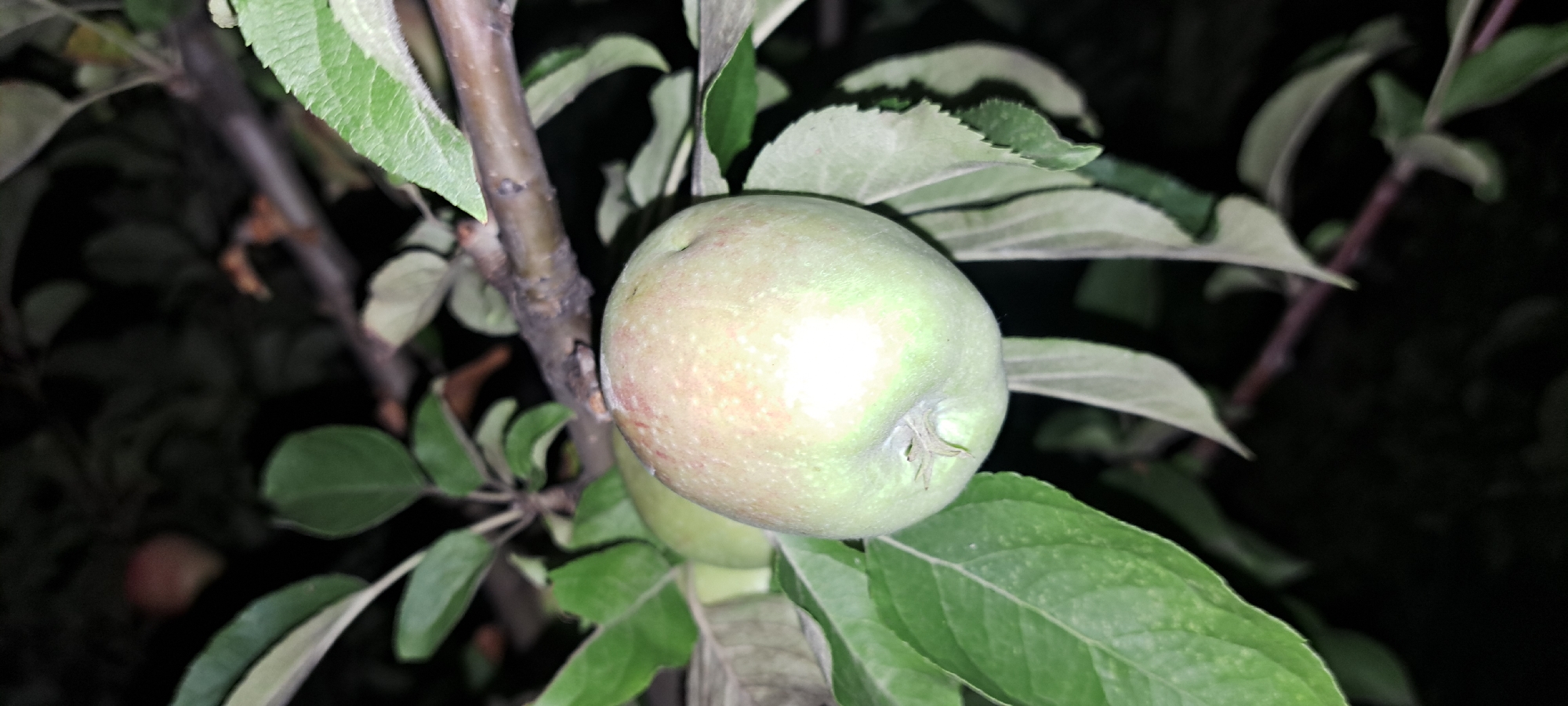 An apple, mostly green with some pinkish blush, is hanging from a branch on a tree. It is in the foreground of the image, with a dark, out-of-focus background of leaves and branches. Another apple, also green, is visible behind the main apple. The scene is likely outdoors, given the presence of the tree and apples. The image was taken in Azmushkino, Russia.