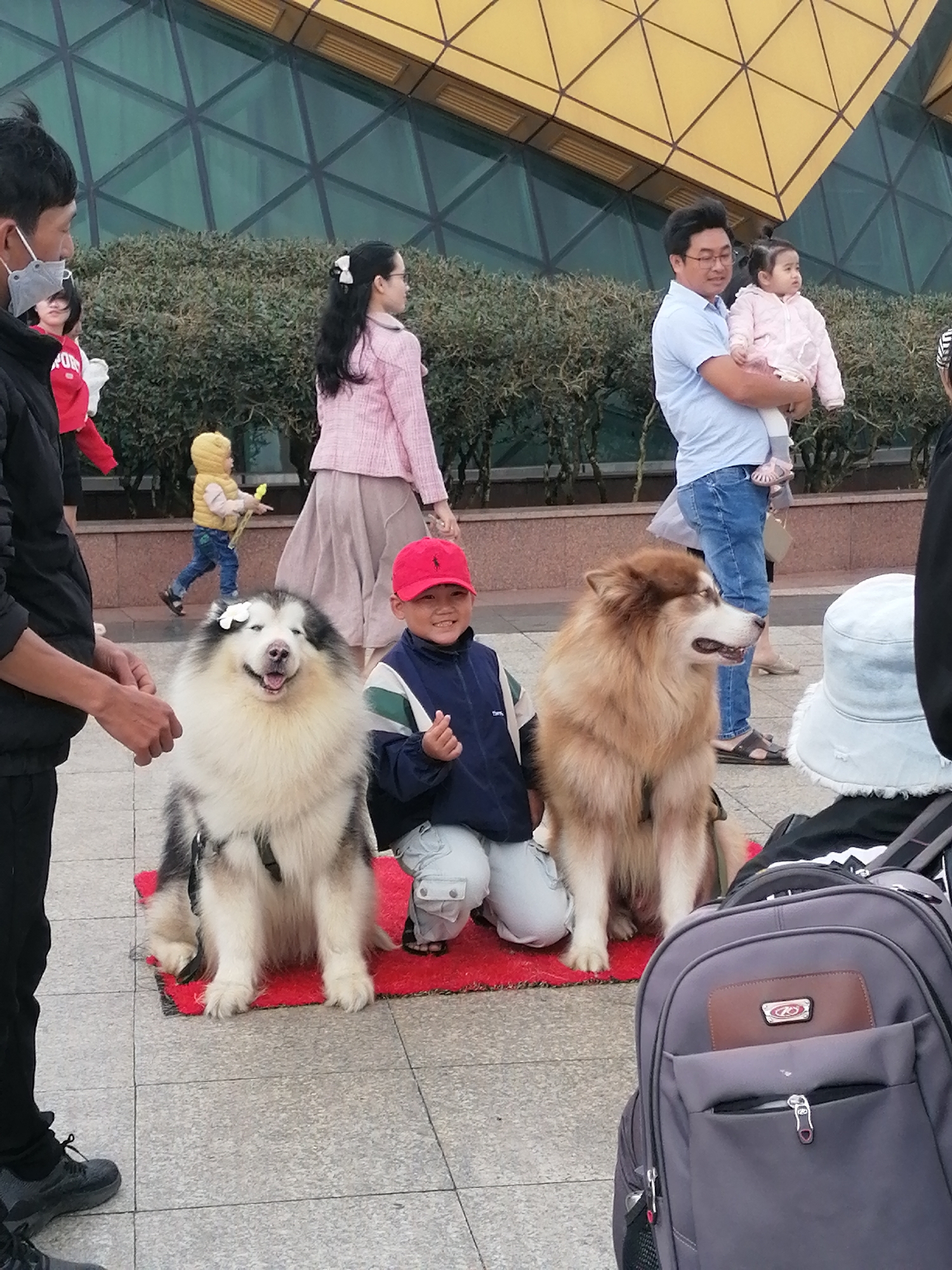 The image depicts a lively outdoor scene in Da Lat, Vietnam, likely in a public space like a park or near a tourist attraction. In the foreground, two large dogs, an Alaskan Malamute and a Golden Retriever mix, are seated on a red mat. An Asian boy, wearing a red baseball cap and a blue jacket, kneels beside the Alaskan Malamute, smiling and making a heart gesture with his fingers. To the left of the dogs, the lower body of an adult Asian male is visible, wearing black pants and dark sneakers. In the midground, an Asian woman in a pink blazer and a long skirt walks away from the camera, while a young Asian child in a yellow jacket and blue pants runs with a toy. Further back, an Asian man in a blue shirt and jeans holds a baby girl dressed in pink. The background features a modern building with a distinctive geometric yellow roof and a green glass facade, surrounded by green bushes. The ground is paved with grey tiles. The overall atmosphere suggests a casual outing with families and their pets.