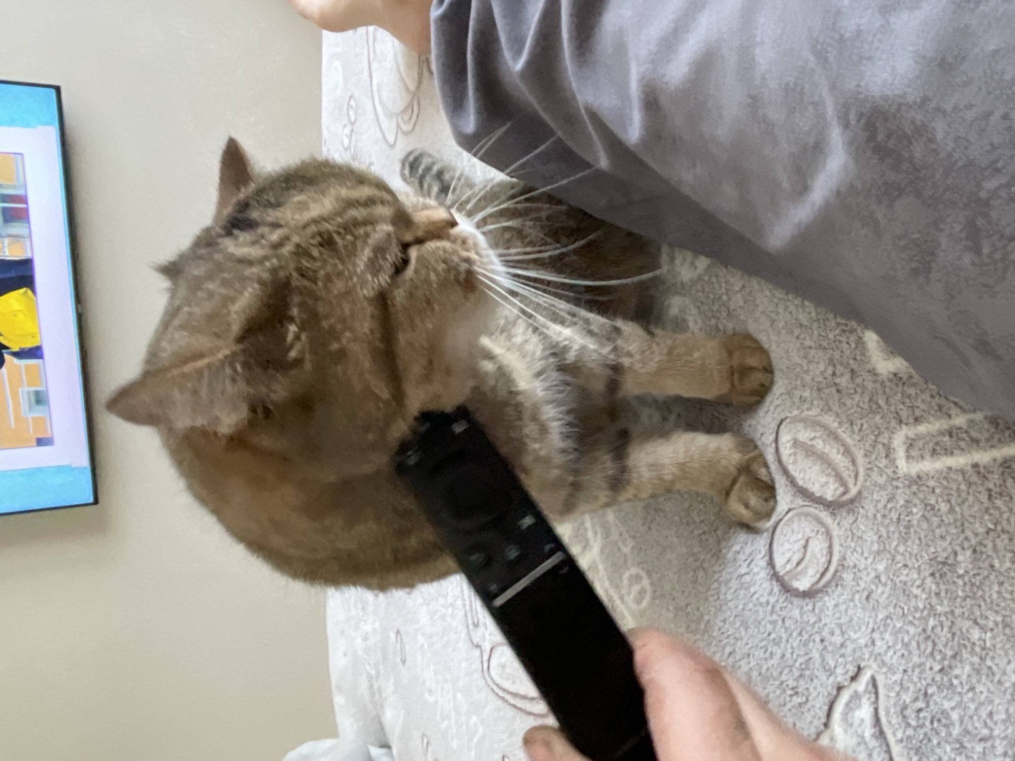 In a bedroom, a brown tabby cat is sitting on a bed covered with a patterned blanket. A person's hand is holding a black remote control near the cat's face. The cat is looking down at the remote. The room has a light-colored wall and a television screen is visible in the upper right corner. The cat's fur is visible in detail, as are its whiskers and paws. The scene is captured from a slightly elevated perspective. The city and country are unknown.