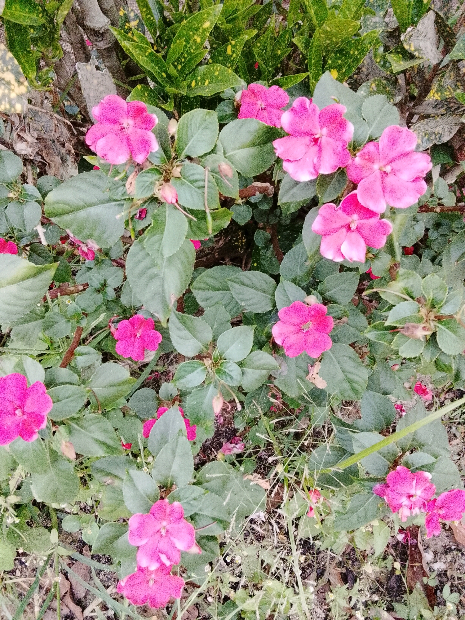 The image shows a close-up of a patch of impatiens flowers in bloom. The flowers are a vibrant pink color, with some having lighter pink or white edges. They are clustered among lush green leaves, some of which are speckled with yellow. The background appears to be a mix of foliage and dirt. The scene is captured from a top-down perspective, emphasizing the delicate beauty of the flowers. The location is stated as Padang Dalom, Indonesia, suggesting a tropical or subtropical environment where such flowers would thrive.