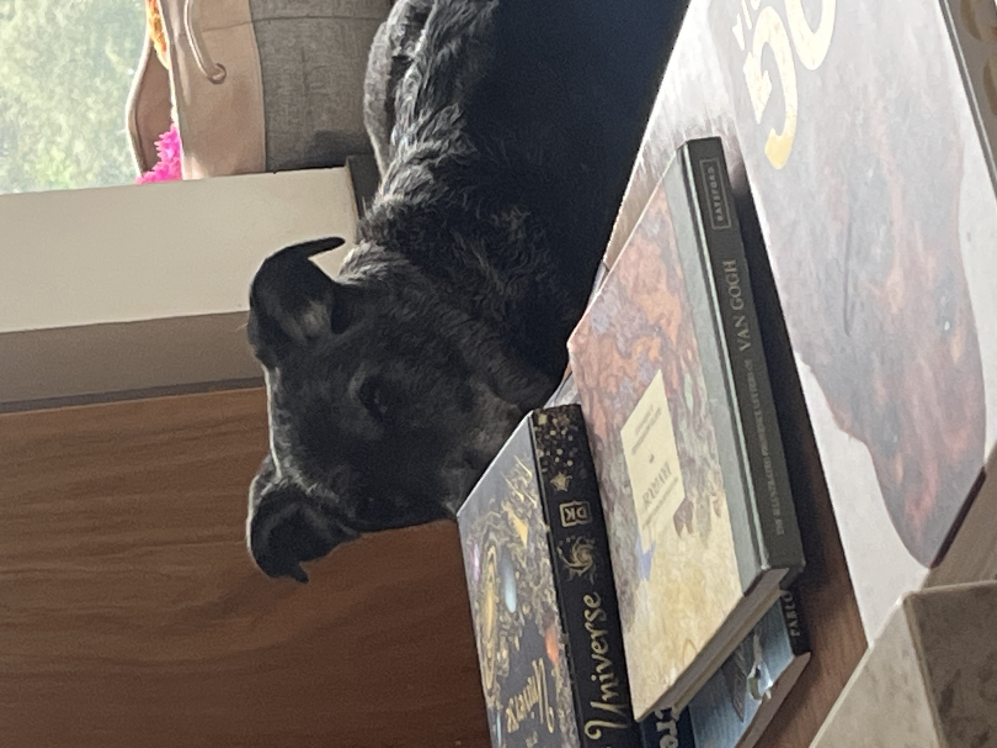 A gray dog rests its head on a stack of books. The books are "Universe" by DK, "Byron," and "Van Gogh" by Taschen. The dog is lying near a window with a partial view of foliage. There is a tote bag in the background. The location is unknown and could not be determined with the context of only the objects in the image.