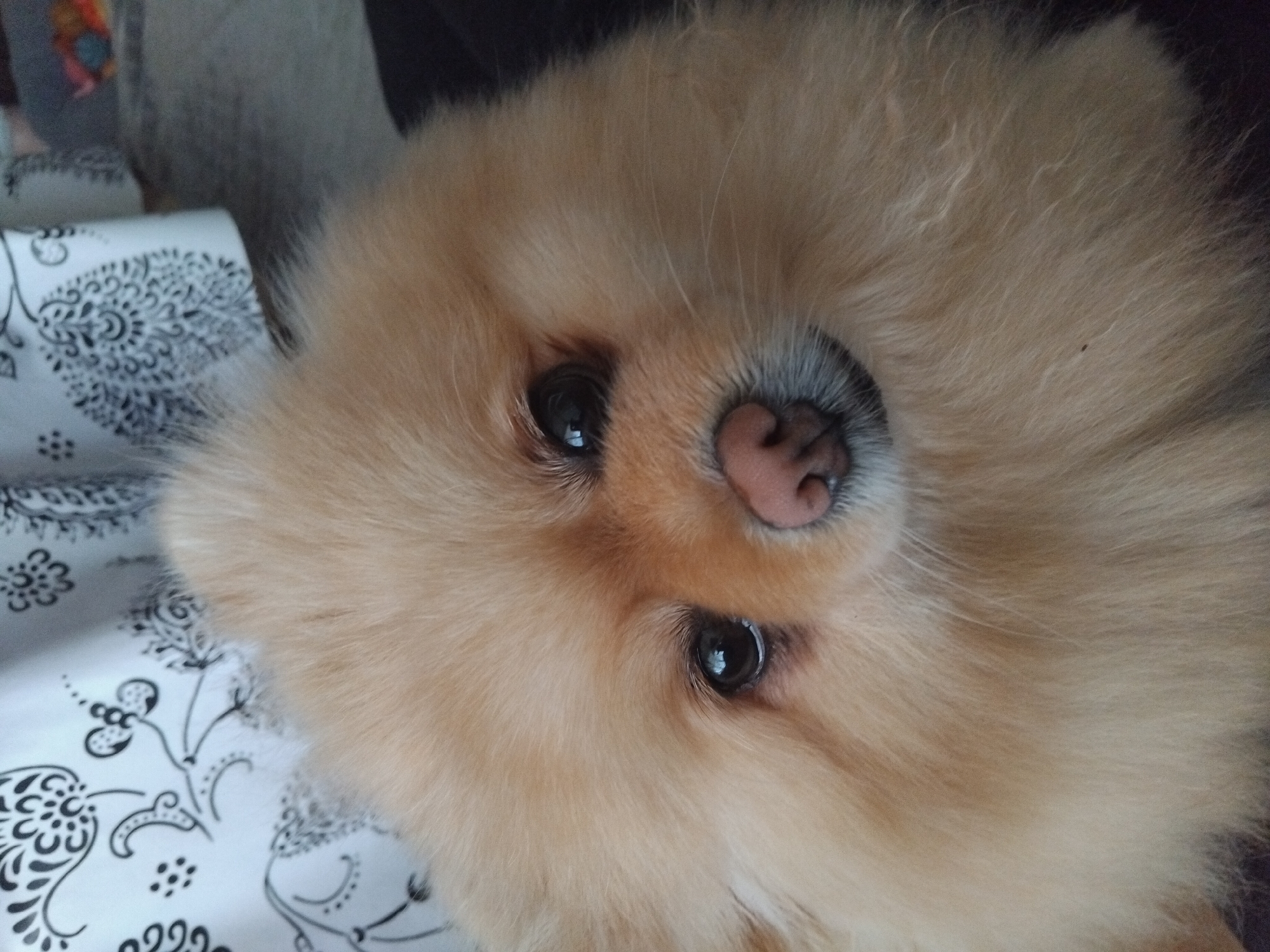 A close-up shot focuses on the face of a Pomeranian dog. The dog is a light tan color with thick fur around its face and body. Its eyes are dark and round, and its nose is pink and slightly wet. The background is blurred, but a black and white patterned fabric can be seen to the left, and a dark surface to the right. There is no indication of the location being in Apriltsi, Bulgaria.