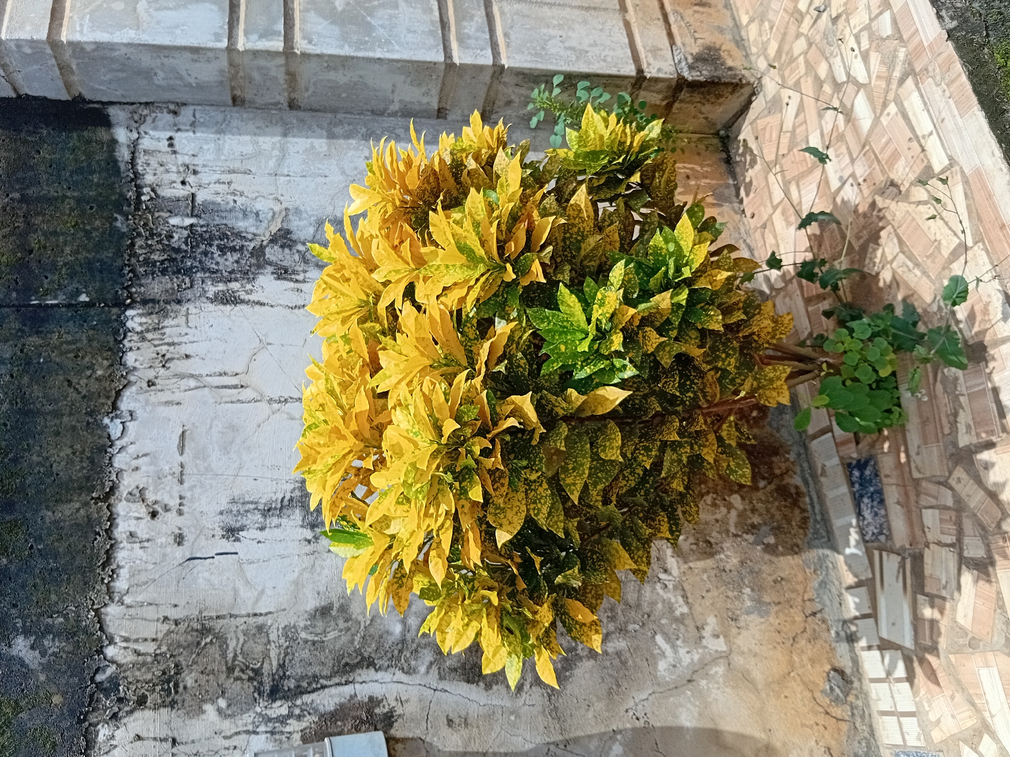 The image depicts a plant with yellow and green leaves. The plant is positioned on a concrete surface with discolored and cracked areas. Adjacent to the plant, the surface is adorned with a mosaic of small tiles. The photograph appears to be taken outdoors in Ikorodu, Nigeria, based on the environment and visual cues. There are no people present in the image.