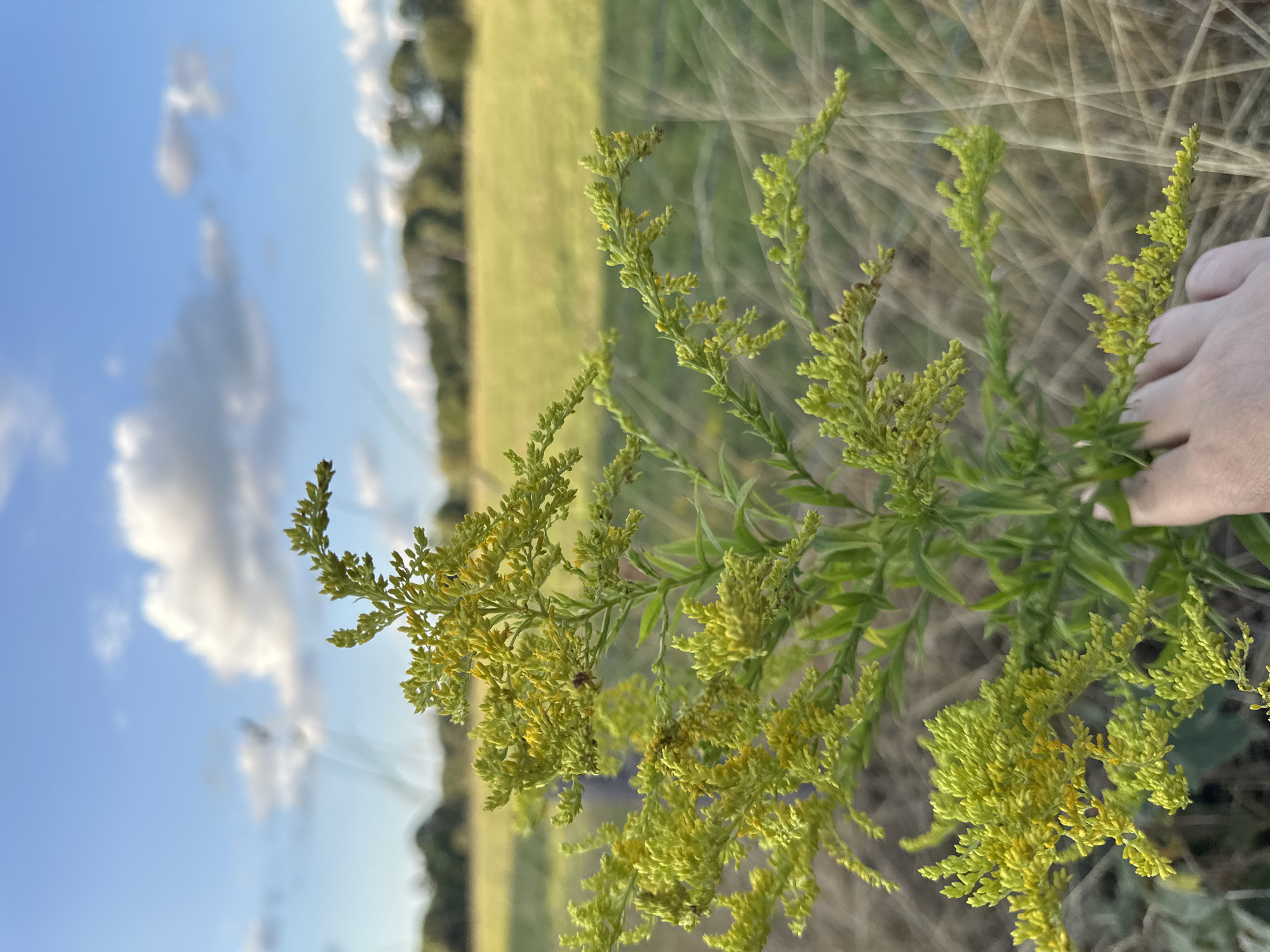 A close-up, outdoor, eye-level, medium shot features a hand holding a stalk of goldenrod with yellow flowers against a blurred background. The goldenrod is in the foreground, occupying the left and center of the frame. The hand, with a pale skin tone and short fingernails, is positioned at the bottom right, gently gripping the lower part of the plant. The plant itself is a tall, bushy herb with numerous small, clustered yellow flowers and green leaves.
The background is a soft focus vista of a rural landscape under a bright blue sky with fluffy white clouds. A field of dry, tan grass and a line of trees with dark green foliage stretch across the horizon. The overall lighting suggests it is daytime, likely late afternoon, with the sun casting a warm glow on the scene.
The exact location within Krefeld, Germany, cannot be determined from the visual information provided. The scene depicts a natural, possibly uncultivated area, such as a field edge or meadow, consistent with the outskirts of a city or a park. There is no indication of urban infrastructure or specific landmarks.
