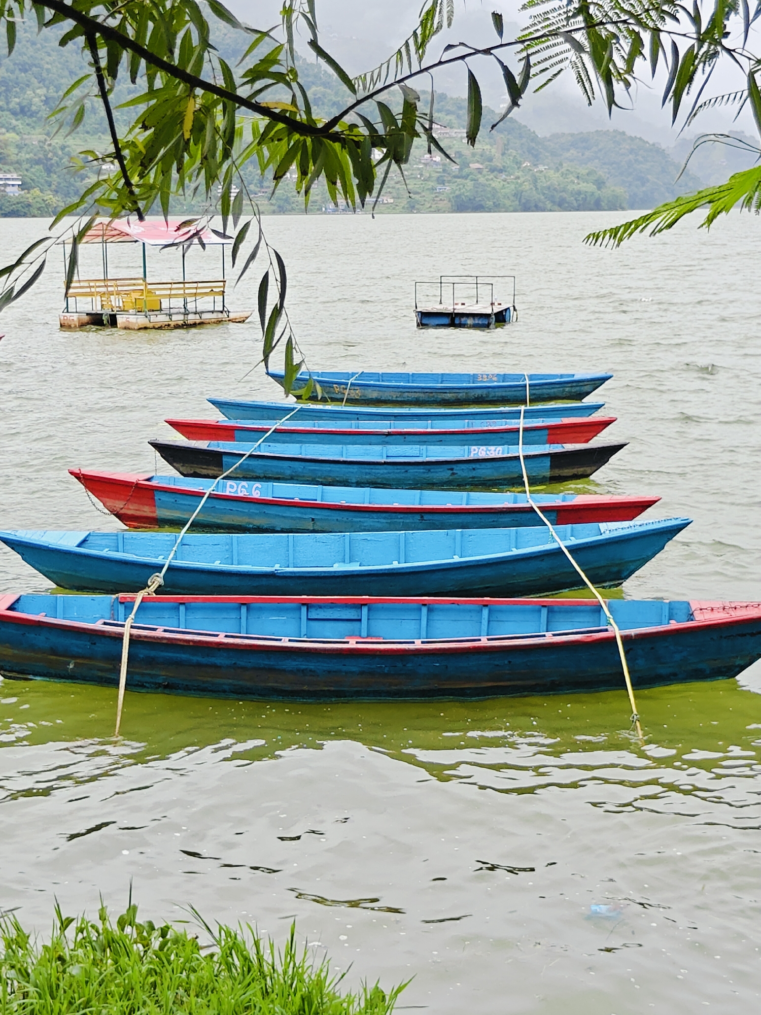 This image depicts a scene on Phewa Lake in Pokhara, Nepal, characterized by a cloudy sky and a calm body of water. In the foreground, a row of moored boats of varying colors, predominantly blue with red trim, are lined up. The boats are of a traditional wooden design, some with visible identification numbers such as "PG6" and "PG301". A thin yellow rope is tied to one of the blue boats, extending towards the viewer. In the mid-ground, there are two floating platforms; one is larger and covered with a red and yellow canopy, appearing to be a waiting area or small cafe, while the other is a smaller, simpler structure with a metal railing. In the background, lush green hills rise, dotted with buildings, suggesting a populated area surrounding the lake. The water is a murky green, reflecting the overcast sky. The image captures a tranquil moment on the lake, showcasing the common sight of boats and floating structures used for tourism and local transport.
