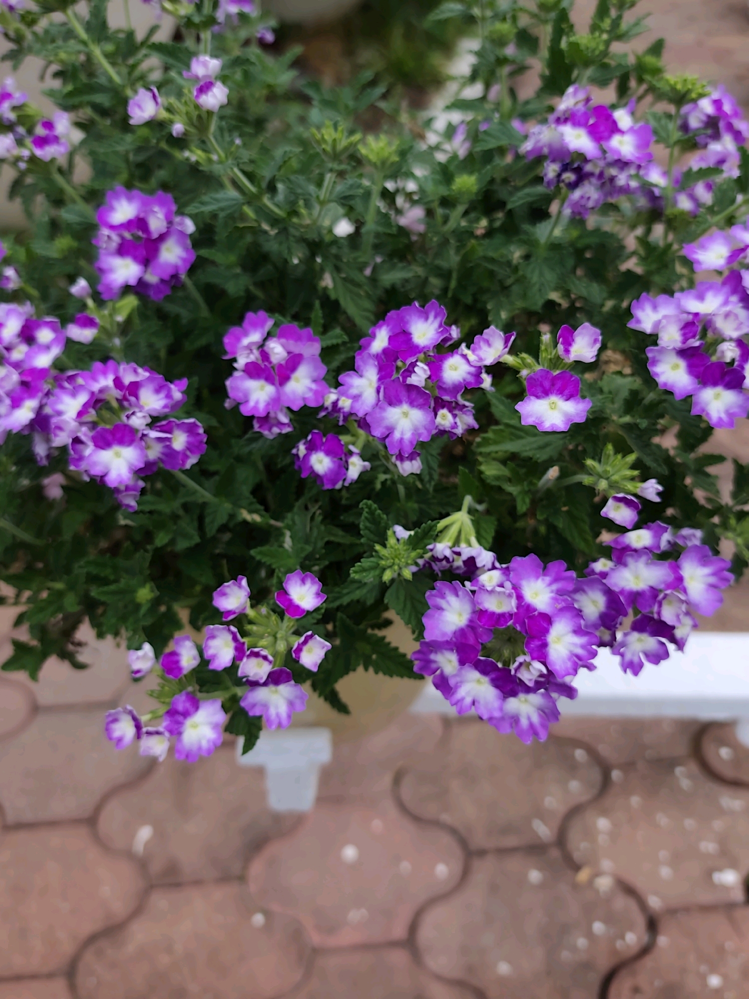 A close-up, eye-level, full shot shows a potted plant with clusters of small, purple and white flowers and green leaves. The plant is in a white plastic pot, which sits on a textured, reddish-brown tiled surface. The flowers have five petals, with the outer edges being purple and the centers white. The background is blurred, showing more of the plant and some indistinct shapes that could be other plants or structures. The scene appears to be outdoors. The location in the city of Sochi, Russia, is not visually indicated in the image.