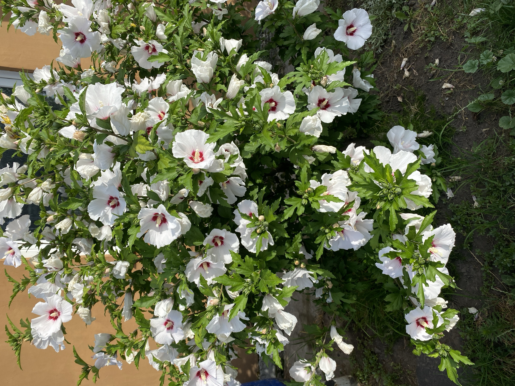 This image depicts a close-up view of a white hibiscus bush with red centers in bloom. The bush is densely covered with flowers and green leaves. The background shows an orange-toned wall and some ground with grass and dirt. The scene appears to be an outdoor environment. The image is taken from a slightly elevated angle, looking down at the bush. The lighting suggests it is daytime, with sunlight illuminating the flowers. There are no people or animals visible in the image. The location is identified as Vasylky, Ukraine.