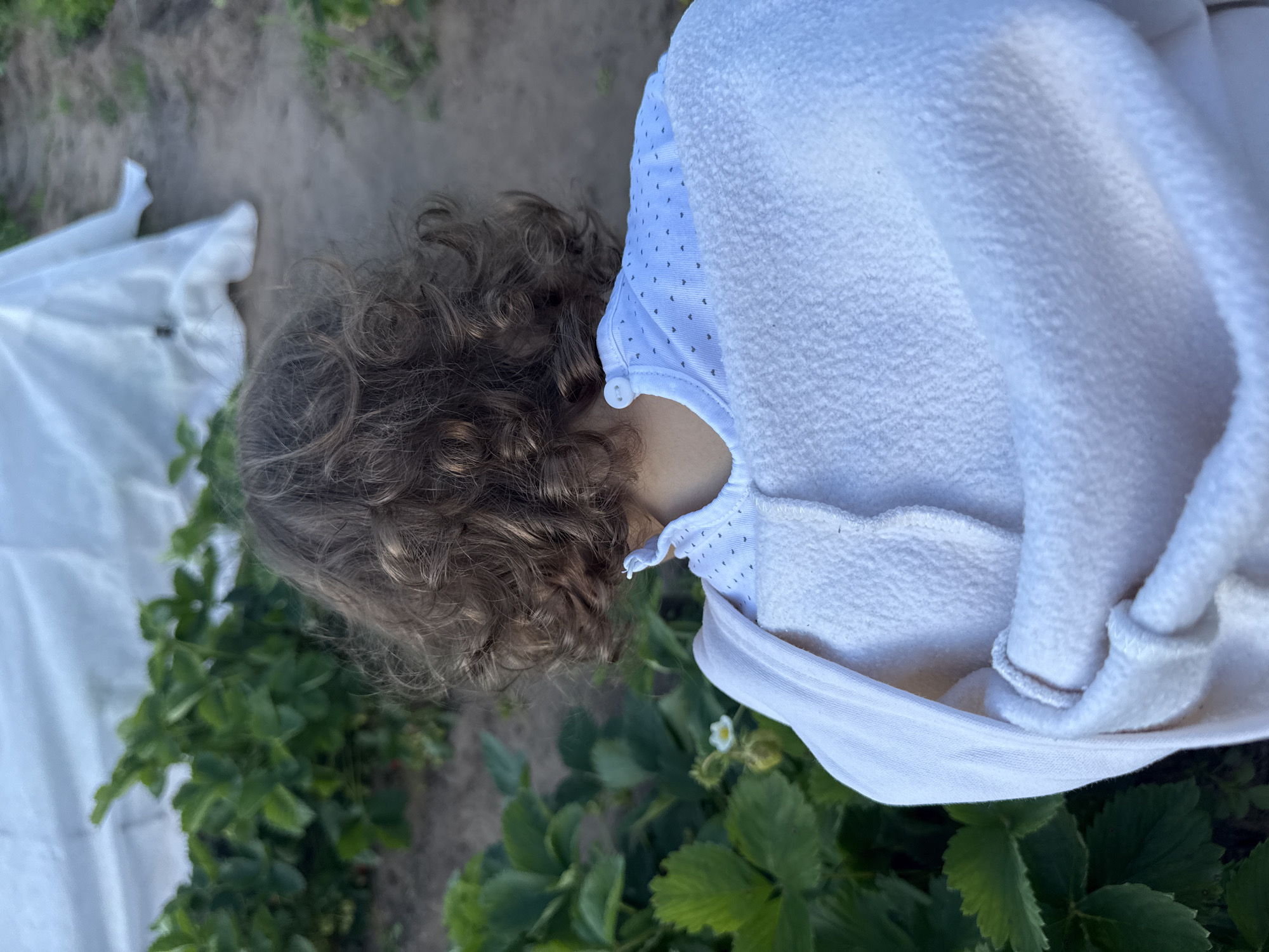 A close-up, high-angle shot captures a person's curly brown hair and the back of their head as they are nestled in white fabric. The person is wearing a white top with small dark polka dots. The setting appears to be outdoors, with green strawberry plants visible in the lower portion of the frame, suggesting a garden or field. A white sheet or covering is also partially visible in the upper left, possibly protecting the plants or the ground. The overall scene is softly lit, indicating it might be daytime, possibly morning or late afternoon, given the gentle lighting. No text is visible in the image. The image is oriented vertically, with the subjects positioned towards the right side.