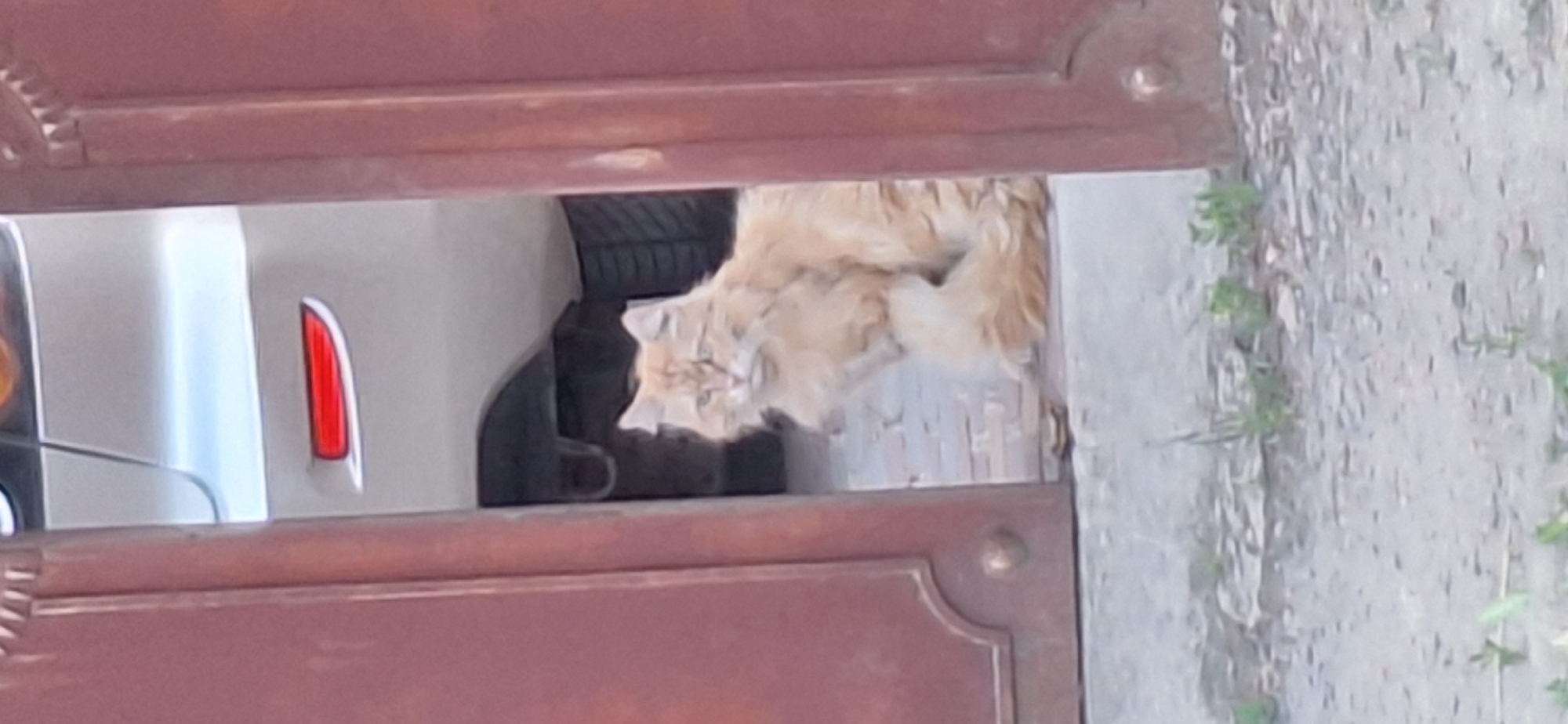 An orange cat with fluffy fur sits on a concrete step in front of a dark red gate. Behind the cat, a silver car is partially visible, with its rear bumper and tire in view. The car has a red reflector on its bumper. The gate is open, revealing the scene. The ground in front of the gate is rough concrete with some small plants growing through it.