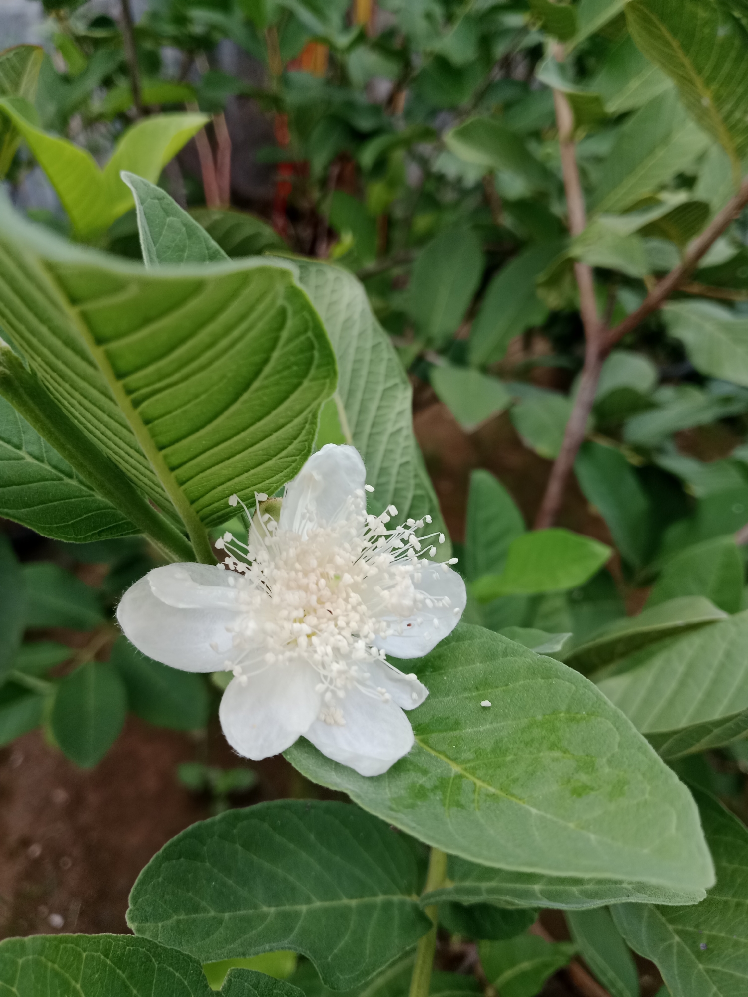 A close-up shows a white flower with many stamens blooming on a guava tree. The flower rests on several large, textured green leaves. The background includes other branches and leaves of the tree, partially out of focus. The location is in the city of Unknown, Unknown.