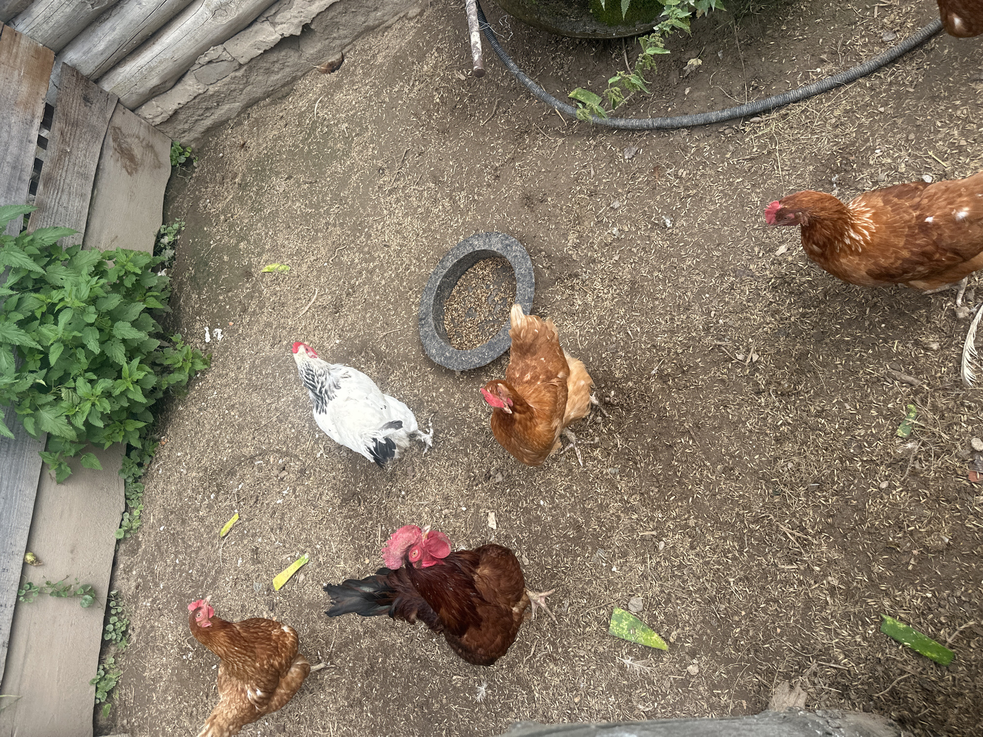 A high-angle, outdoor, eye-level shot depicts a chicken coop with several chickens. The ground is covered in dry dirt and scattered straw. In the background, a wooden fence made of planks and logs forms the perimeter of the coop. Lush green plants grow along the fence. A circular, dark gray feeder filled with grains sits on the ground. A black hose snakes across the right side of the frame.
The subjects are six chickens:
* A brown hen with a red comb is positioned on the left side of the frame.
* A dark brown rooster with a prominent red comb and black tail feathers is in the center left.
* A white chicken with black markings is in the upper center.
* A brown hen is in the center right, facing away from the camera.
* A brown hen with white markings is in the bottom right, facing away from the camera.
* A partially visible brown chicken is at the very bottom edge of the frame.
Scattered on the ground are several green, triangular pieces that appear to be vegetable scraps, possibly zucchini. The lighting suggests it is daytime.