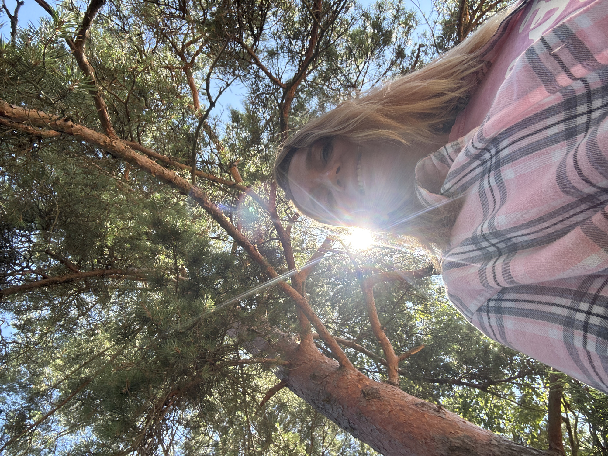 This media file is a low-angle, wide shot of a young woman looking up towards the camera through the branches of a pine tree. The woman has blonde hair and is wearing a pink and grey plaid shirt. The sun is bright and shining through the tree, creating lens flare. The sky is blue and clear, suggesting it is a sunny day. The scene appears to be a forest or wooded area, with the pine needles and branches dominating the foreground and midground. The time of day is likely daytime, given the bright sunlight. The woman's expression is difficult to fully discern due to the angle and lighting, but she appears to be smiling. There are no discernible text elements in the image.