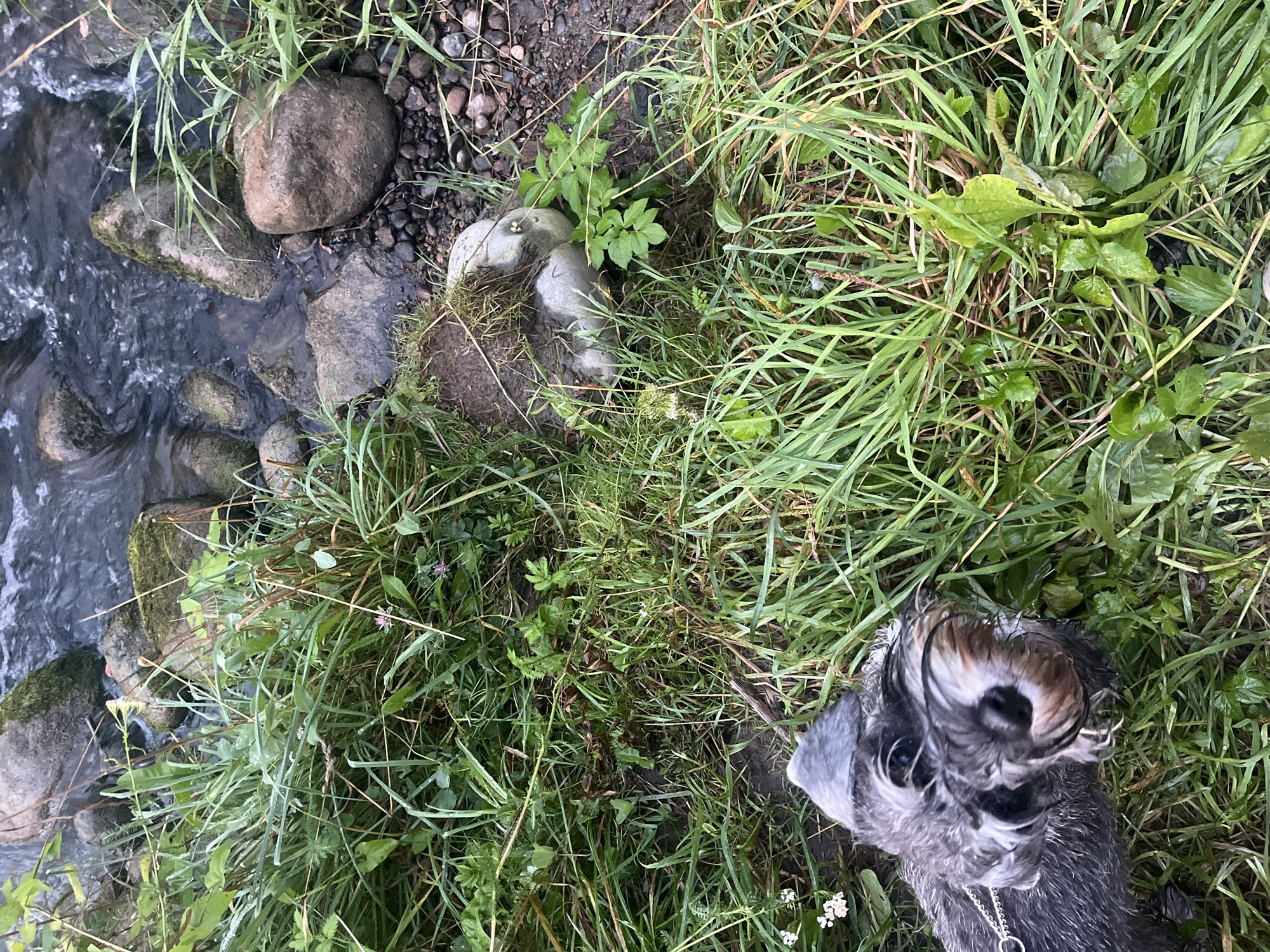 A Schnauzer dog is positioned in the lower-left of the frame, looking upwards and to the right. The dog's fur is dark gray and white. It is wearing a silver chain leash. The dog is surrounded by green grass and foliage, with some small white flowers visible in the lower-left. Behind the dog, a small stream flows over rocks and pebbles. The stream's water is dark and reflects the surrounding environment. The banks of the stream are lined with more grass and rocks, some of which are covered in moss. In the mid-ground, to the right of the stream, there are several large, light-colored rocks partially embedded in the soil, with some green plants growing around them. The scene appears to be an outdoor natural setting, possibly a park or wooded area.