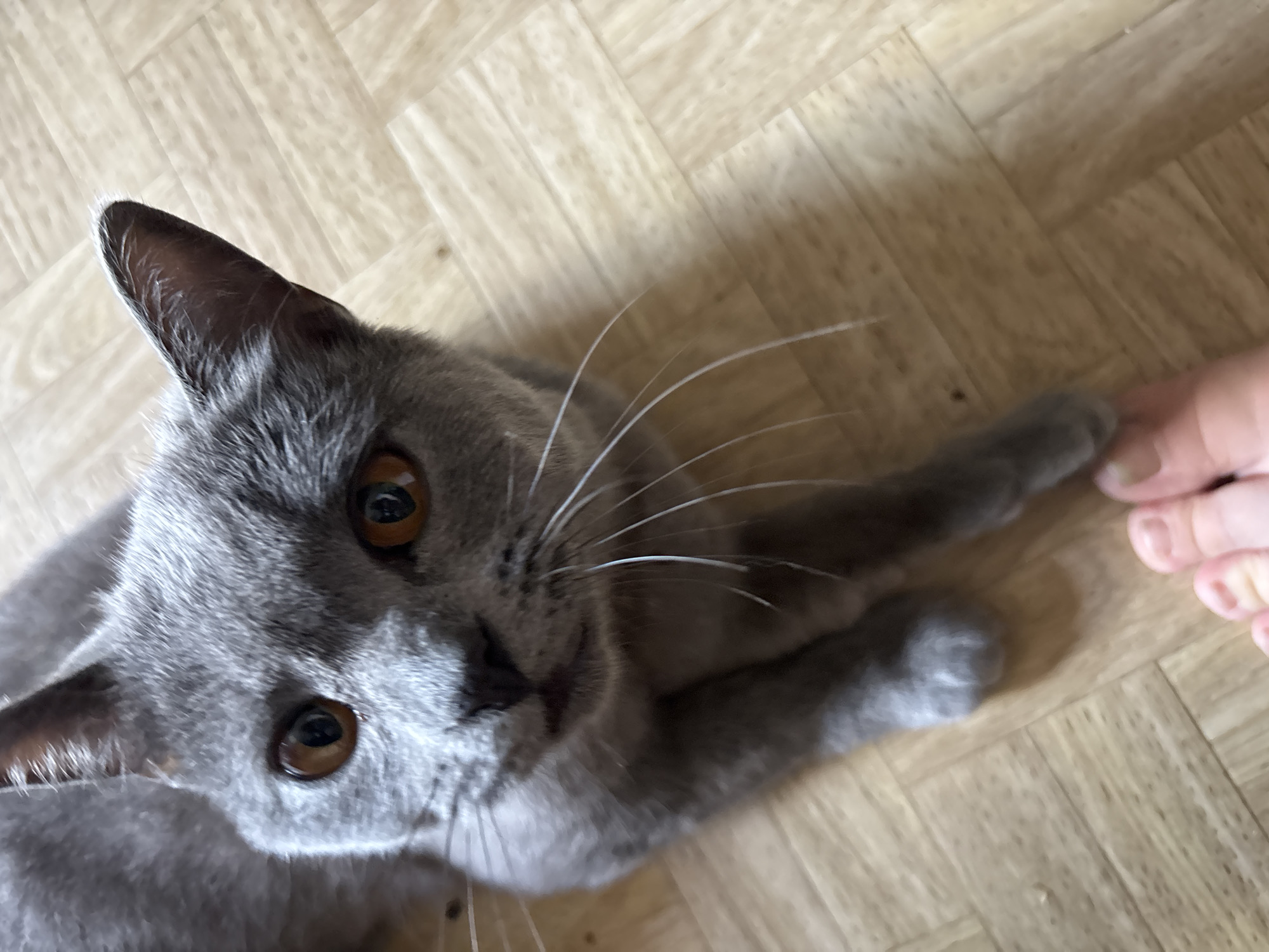 A close-up shot shows a grey cat with bright orange eyes lying on a wooden floor. The cat is looking directly at the camera, with its head tilted slightly. Its paws are crossed in front of it, and its whiskers are long and white. In the bottom right corner of the frame, a human foot with painted toenails is visible. The floor appears to be made of light-colored wood planks laid in a herringbone pattern. The image provides no information about the specific location within the city of Аряж, Russia, or any further environmental context.