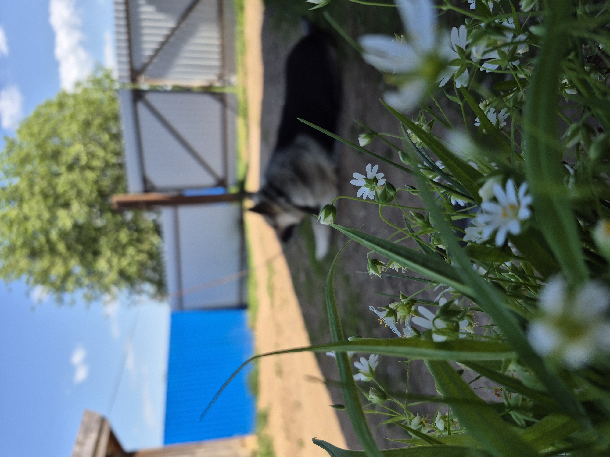The scene shows a grassy area with small white flowers in the foreground. Behind the flowers, a dog, possibly a husky or similar breed, is lying down. Further back, a structure with a gray metal roof and a blue panel is visible. A tree with green foliage is also present. The sky is blue with scattered white clouds. This image was taken in the city of Дойная, Russia.