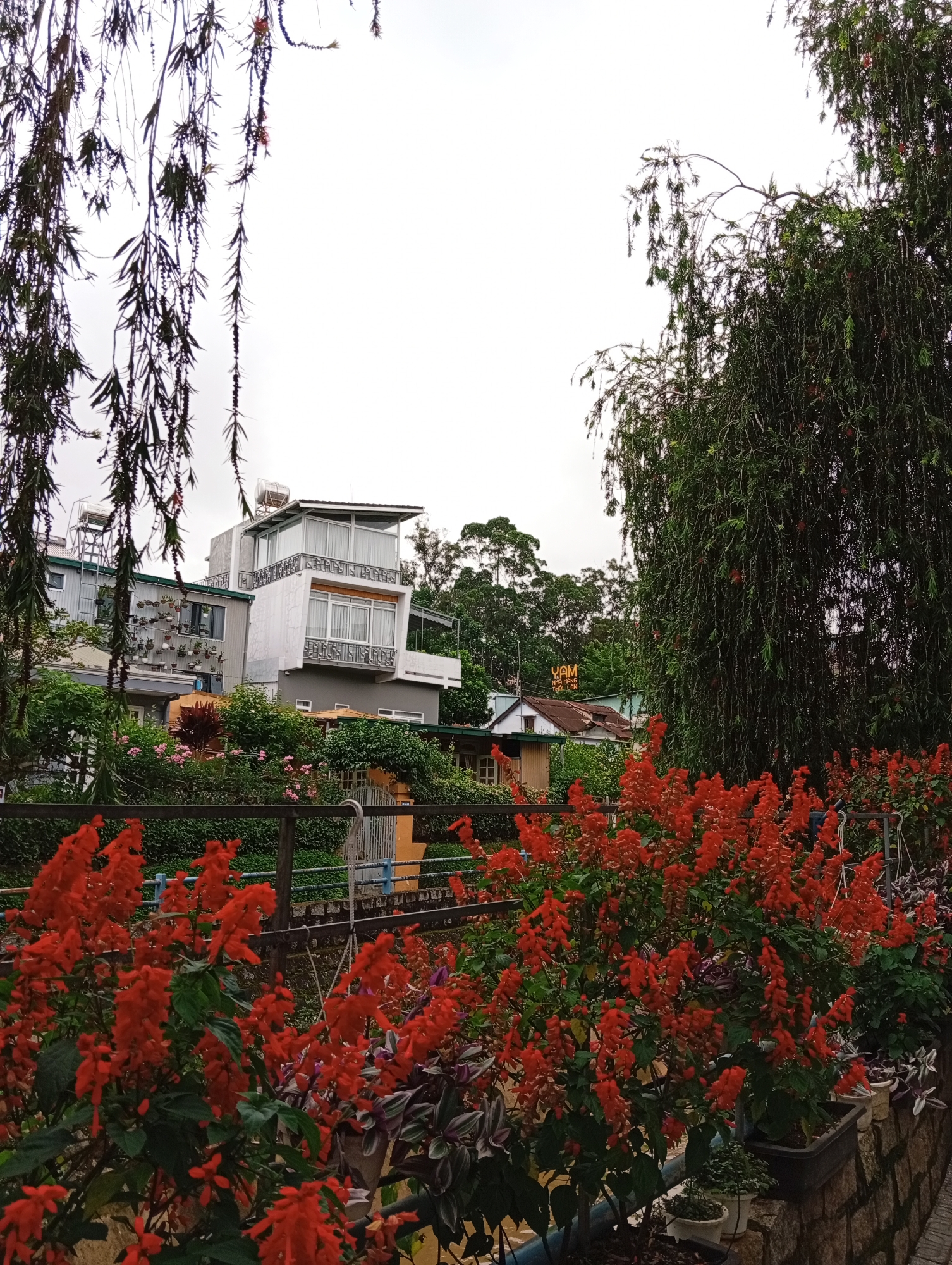 The image presents a vibrant daytime scene in Da Lat, Vietnam, characterized by lush greenery and modern architecture under an overcast sky. In the foreground, dense beds of bright red, spiky flowers, likely Salvia splendens, fill the lower portion of the frame. A dark metal railing or fence is visible behind these flowers, with some potted plants arranged along a stone wall.
On the left side, dark green, weeping foliage hangs down, partially obscuring a multi-story building. This building features a contemporary design with light grey and white facades, large glass windows, and balconies. Solar water heaters are visible on its roof, and various potted plants adorn its exterior walls.
The right side of the image is dominated by a large, dark green tree with weeping branches, creating a lush, curtain-like effect. Behind the foreground flowers and railing, and to the right of the modern building, a smaller, older-style house with a reddish-brown roof can be seen. Above this house, a bright yellow sign is prominent, displaying the text "YAM" in large letters, with "NHÀ HÀNG THÚY LAN" written beneath it, indicating a restaurant.
The sky is uniformly white and overcast, suggesting cloudy weather. No people are visible in the scene, which conveys a sense of tranquility and a well-maintained environment. The distant background reveals more green trees against the light sky.