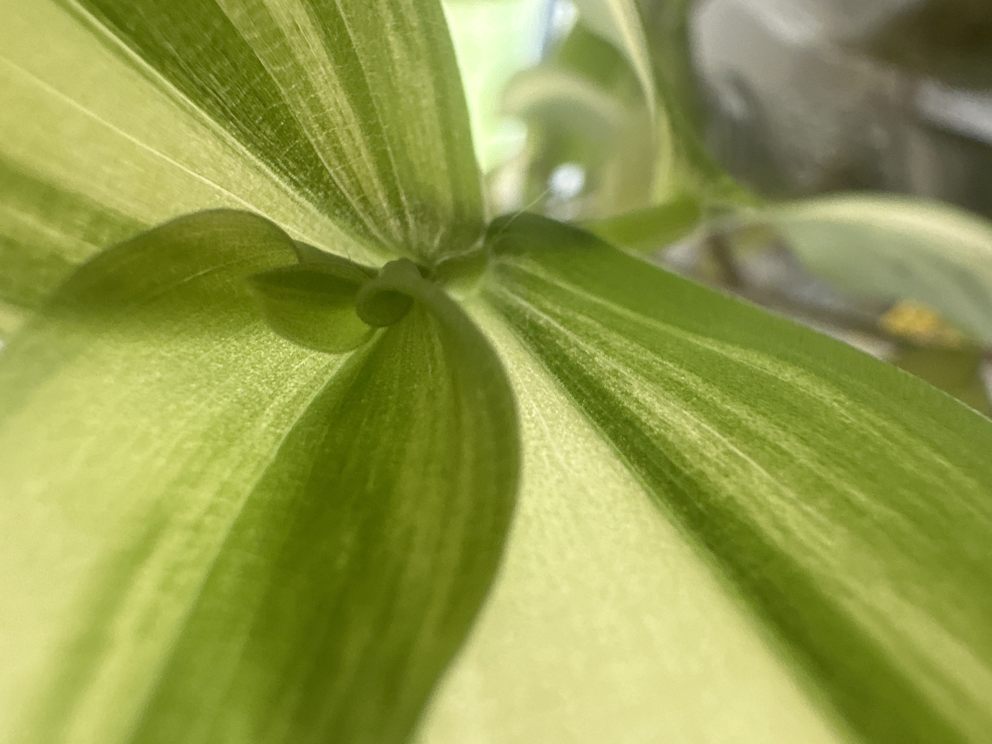 This is a close-up, macro photograph of variegated green and yellow plant leaves, viewed from underneath, focusing on the central growth point. The lighting suggests it is daytime, with soft, natural light illuminating the plant. There is no indication of the city of Maladzyechna, Belarus, or any people, actions, interactions, or specific environmental details beyond the plant itself. The background is softly blurred, with hints of other green foliage and a gray or dark surface.