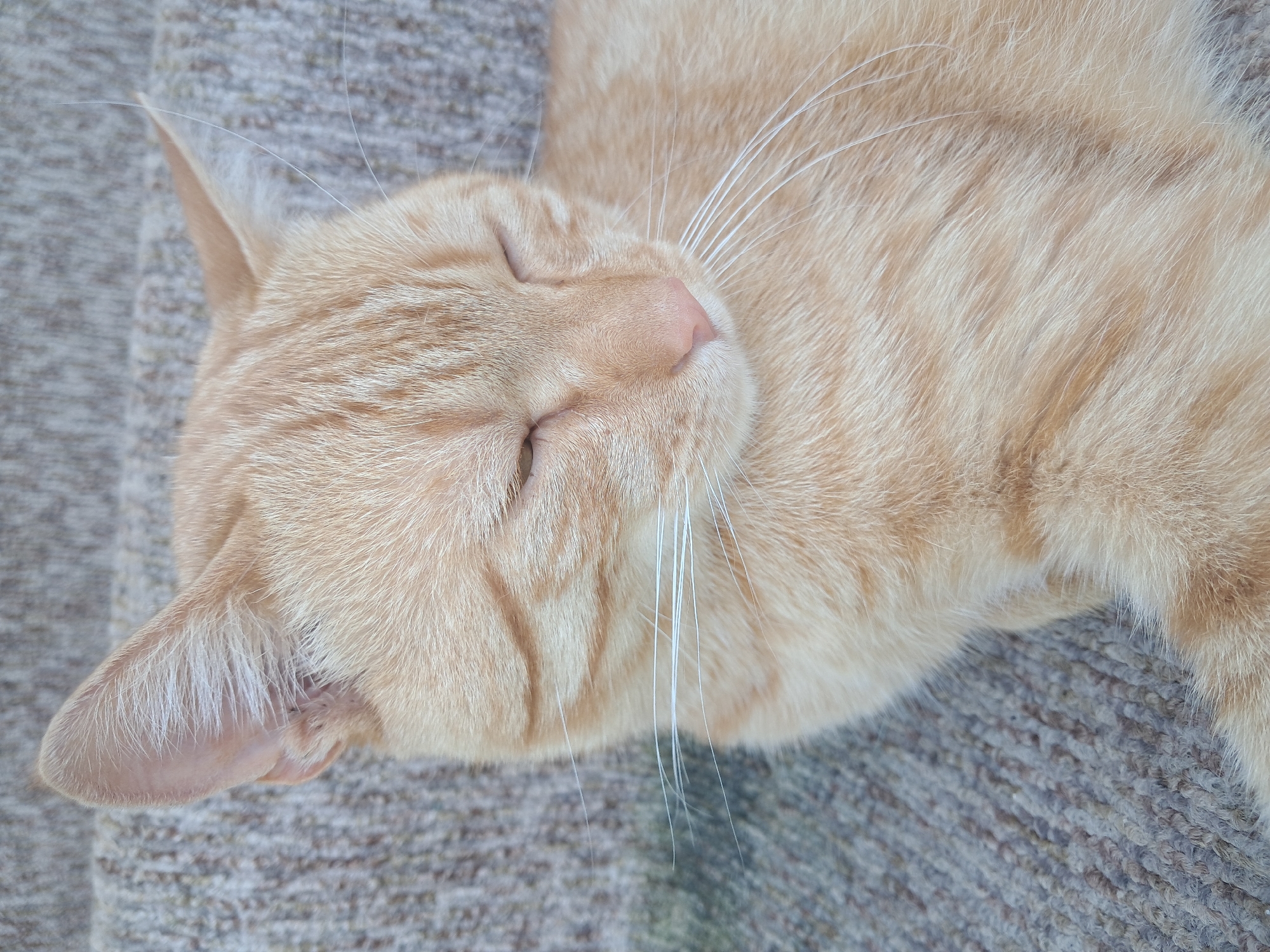 A close-up, eye-level shot focuses on the head and upper body of a ginger tabby cat lying down on a textured, grey carpeted surface. The cat's eyes are mostly closed, with the right eye slightly more open than the left. Its pink nose is prominent, and its white whiskers are fanned out. The cat's fur is a pale orange with darker tabby stripes. The background is out of focus, showing the same grey carpet. The lighting is soft and diffused.