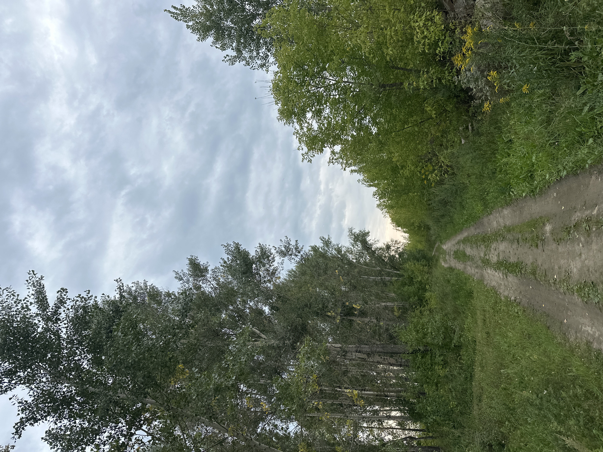 The image depicts a dirt road winding through a dense, natural landscape. Tall, slender trees with light-colored bark line the left side of the road, their dense foliage creating a shaded canopy. On the right, a mix of deciduous trees with vibrant green leaves forms a less uniform barrier. The road itself is uneven, with visible tire tracks and patches of grass growing through the dirt. The ground is covered in lush green vegetation, including tall grasses and some yellow wildflowers scattered among them. The sky above is overcast, with a layer of gray clouds that suggest a cool or temperate climate. The scene evokes a sense of remoteness and natural beauty, possibly a rural or undeveloped area. There are no people or man-made structures visible in the frame, indicating a natural setting. Based on the provided context, this scene could be located in the outskirts of Biysk, Russia, a city known for its proximity to natural landscapes and forests.