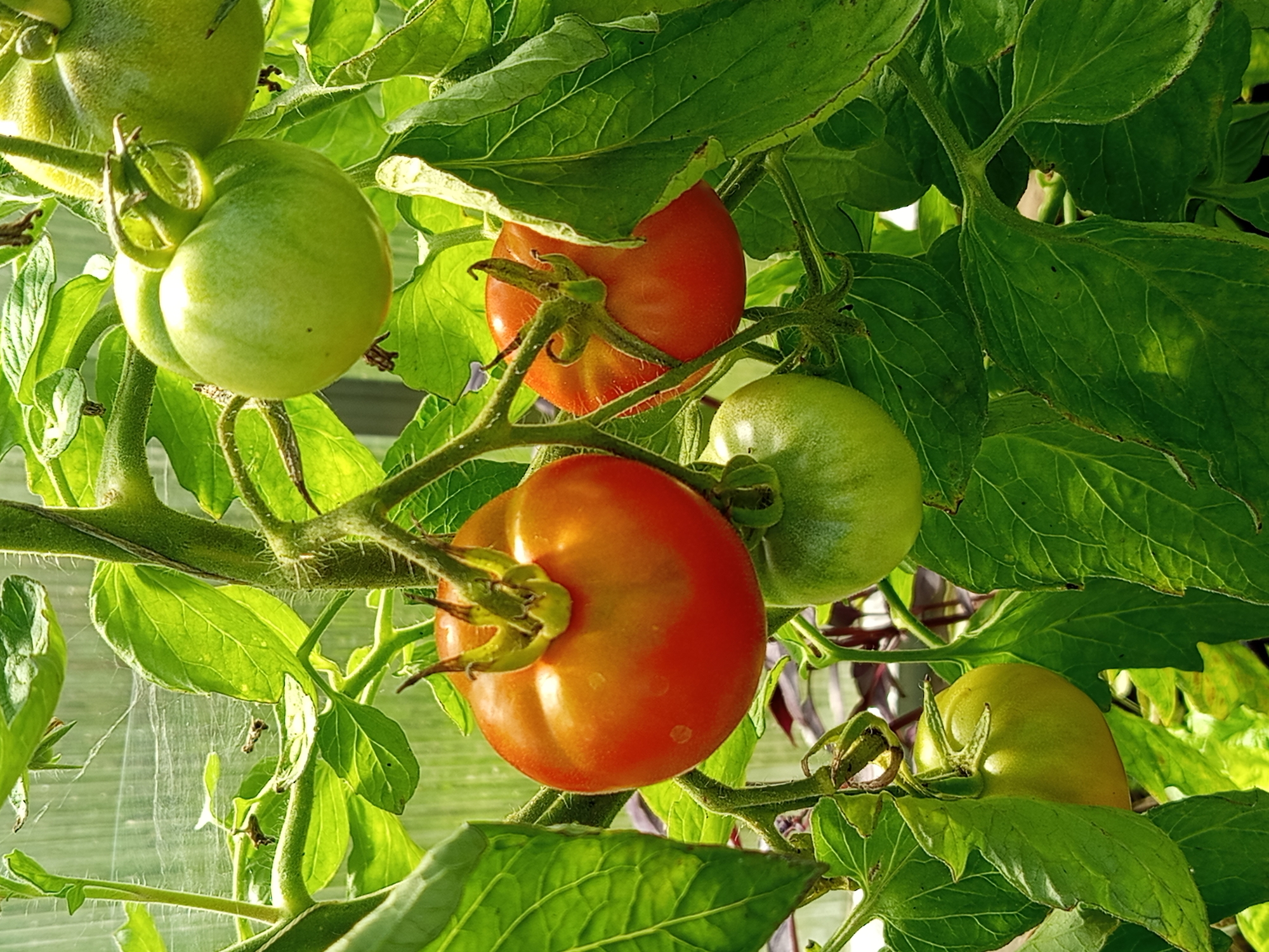 The image shows a close-up view of a tomato plant in what appears to be a greenhouse, given the translucent background. Several tomatoes are visible on the vine, in various stages of ripeness. One ripe tomato, a vibrant orange-red, hangs prominently in the center-left of the frame. Adjacent to it, and slightly above, is another tomato that is also red but appears smaller. Several green, unripe tomatoes are also present, clustered around the vine. The plant's leaves are lush and green, some showing signs of wilting or browning at the edges, and some spiderwebs are visible. The sunlight filtering through the leaves creates dappled lighting. The scene is set in Ostrovtsy, Russia, suggesting an agricultural or domestic setting where tomatoes are being cultivated.