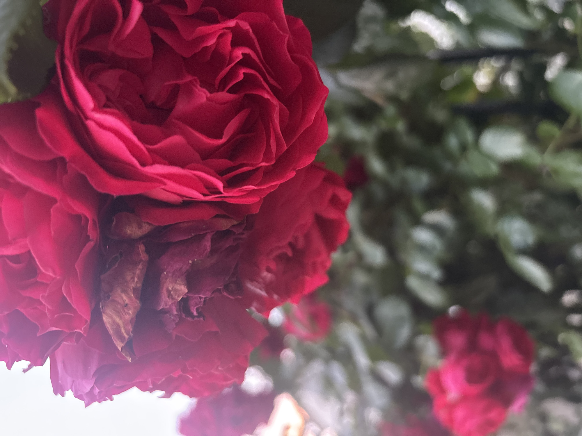 The image displays a close-up of several deep red roses with intricate petal formations. Some of the inner petals appear dried and withered, contrasting with the vibrant, velvety texture of the newer blooms. The background is softly blurred, showing hints of green foliage and other indistinct rose blooms, suggesting a garden setting. The lighting is soft and diffused, possibly indicating an overcast day or a shaded area. The focus is primarily on the textured petals and the interplay of light and shadow on the flowers. There are no people or specific identifiable landmarks present in the image. Based on the visual information alone, it is not possible to determine the location within Burgas, Bulgaria.